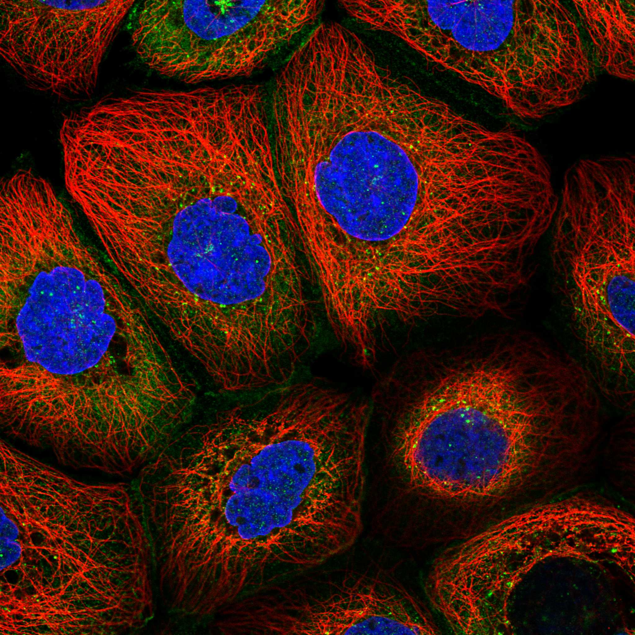 ARPC5 fluorescence