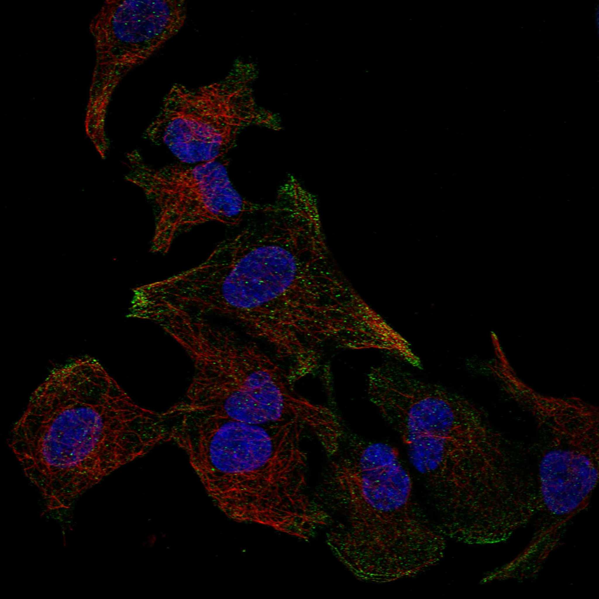 ARRB2 fluorescence
