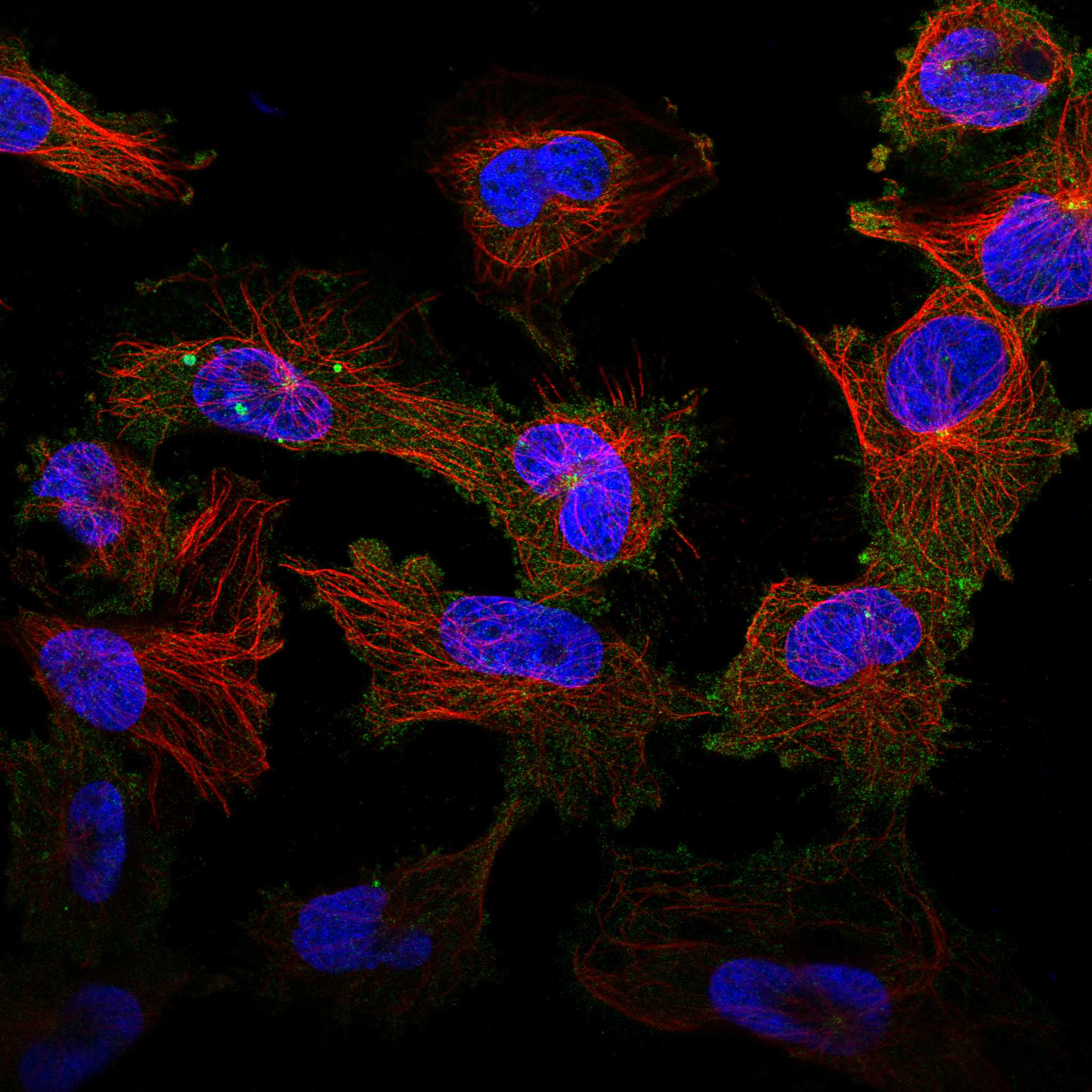 ASAP1 fluorescence