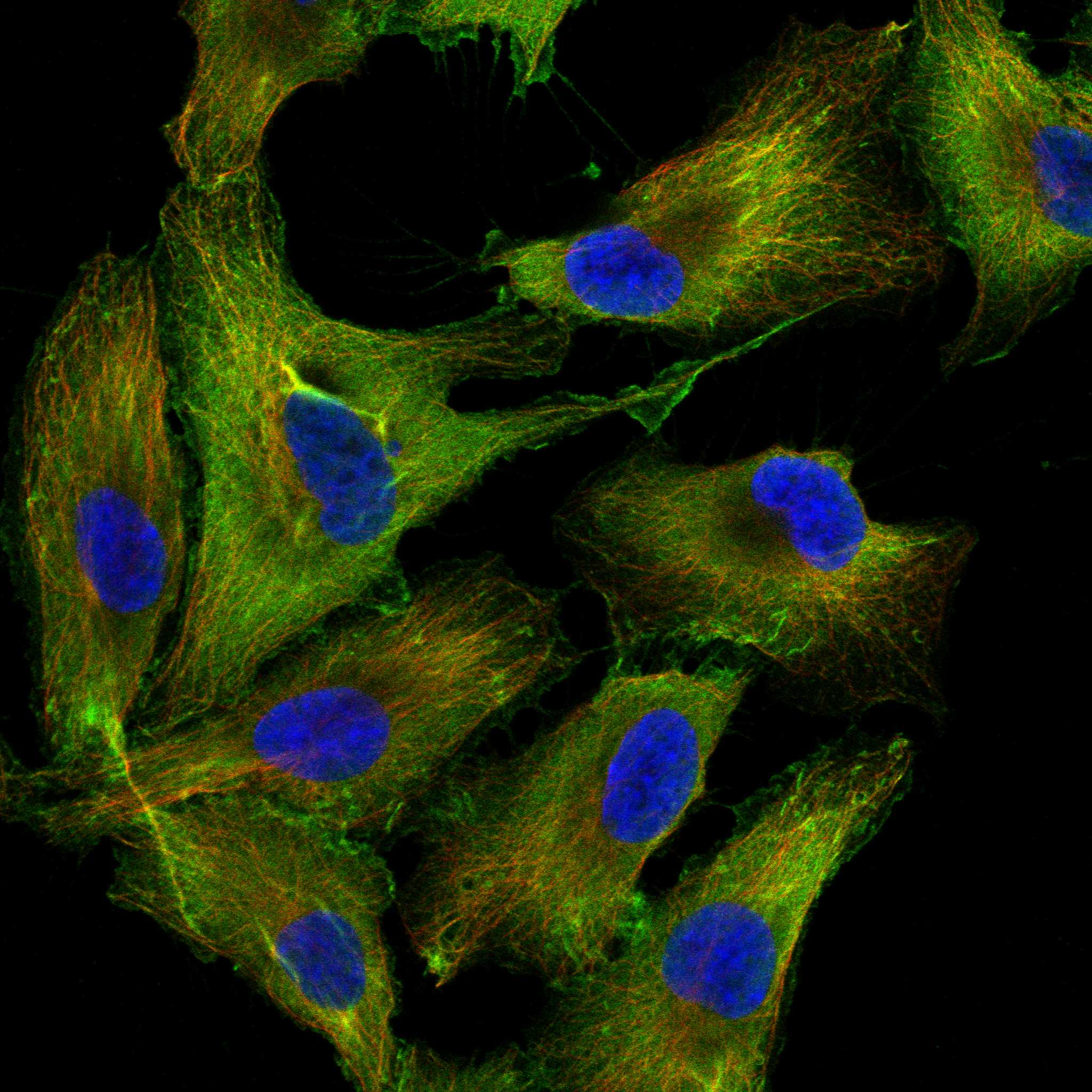 ASAP2 fluorescence
