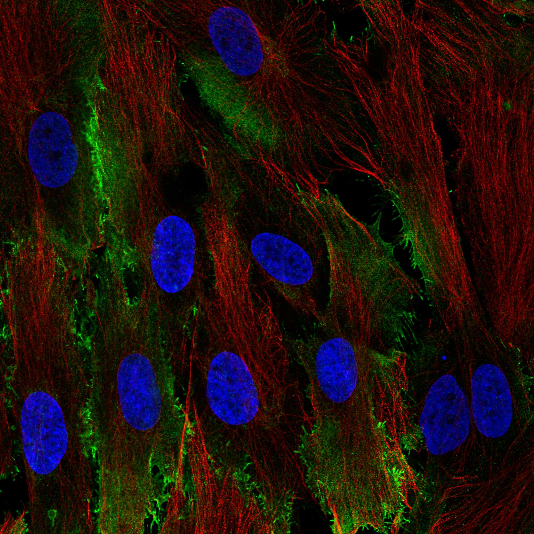 ASB5 fluorescence