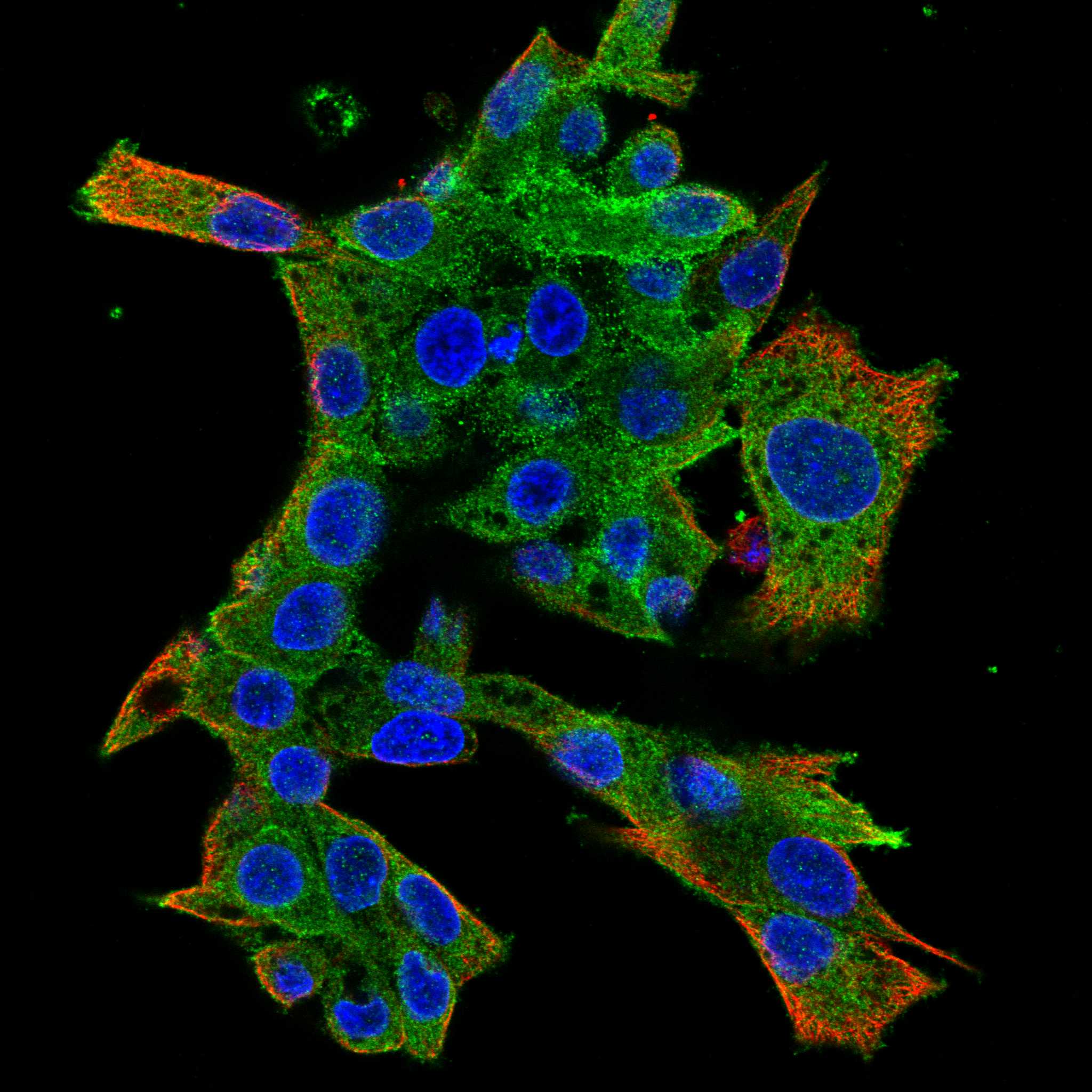 ASGR2 fluorescence