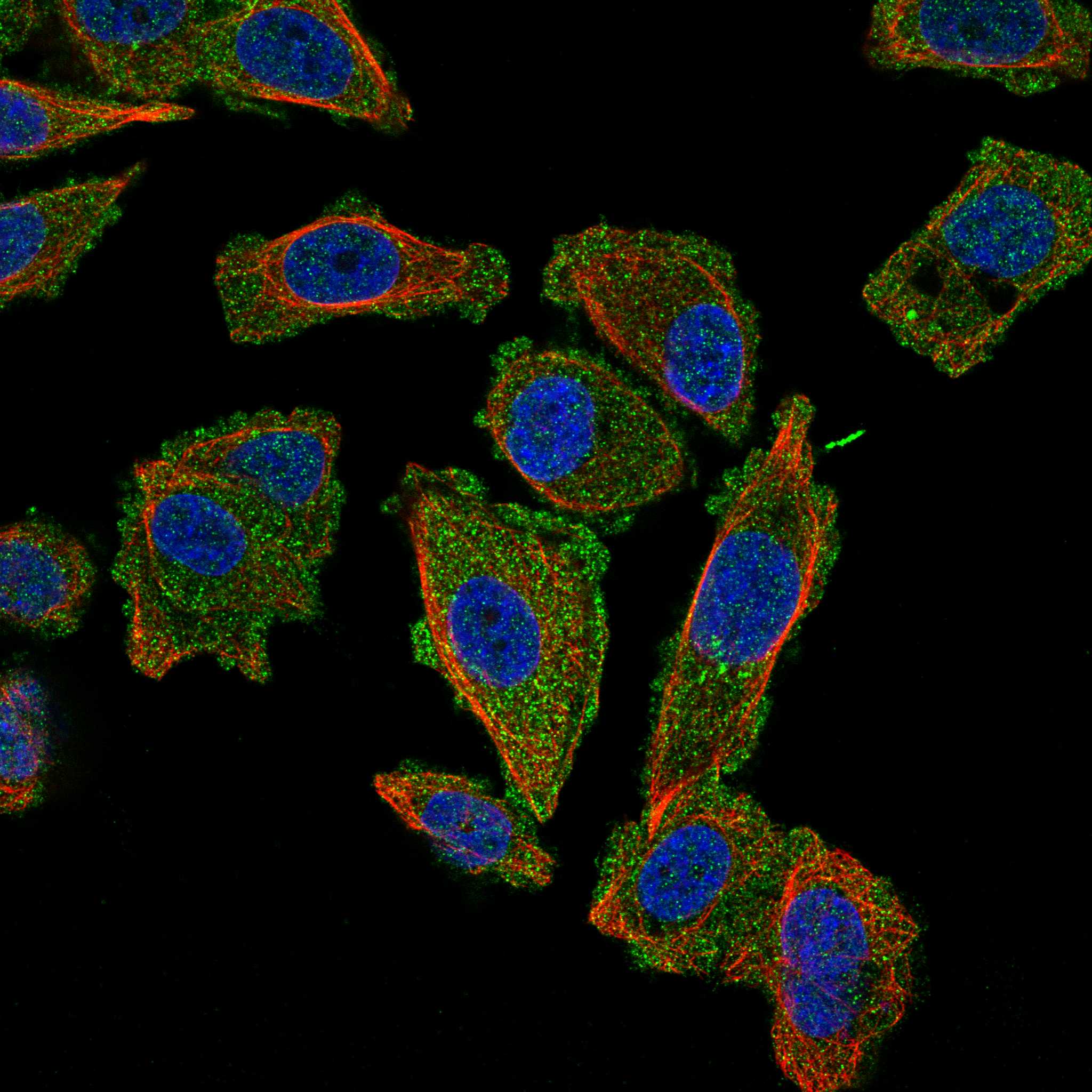 ASIC1 fluorescence