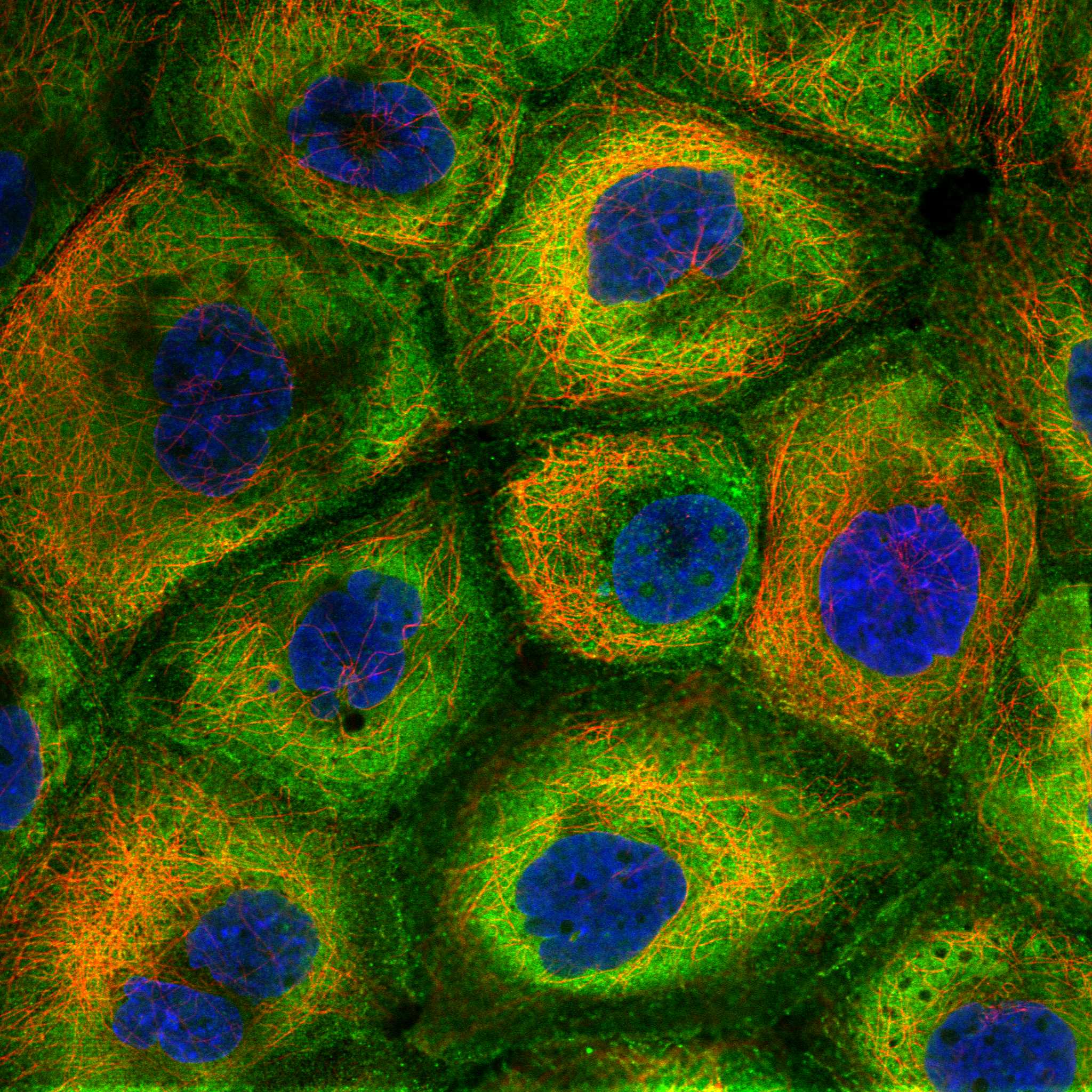 ATG3 fluorescence