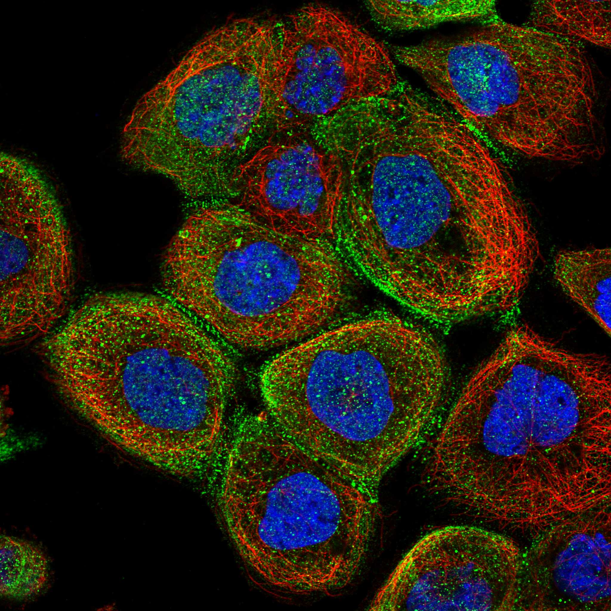 ATP23 fluorescence