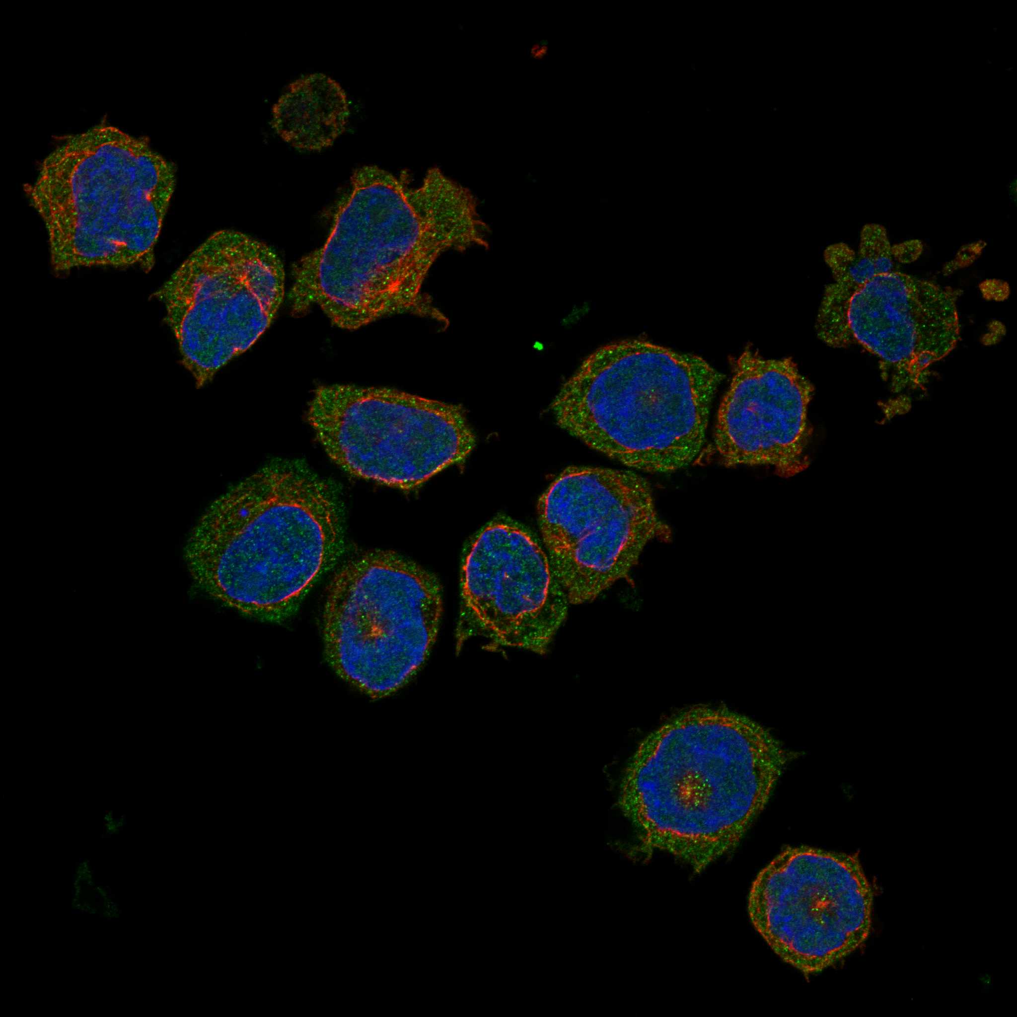 ATP4B fluorescence
