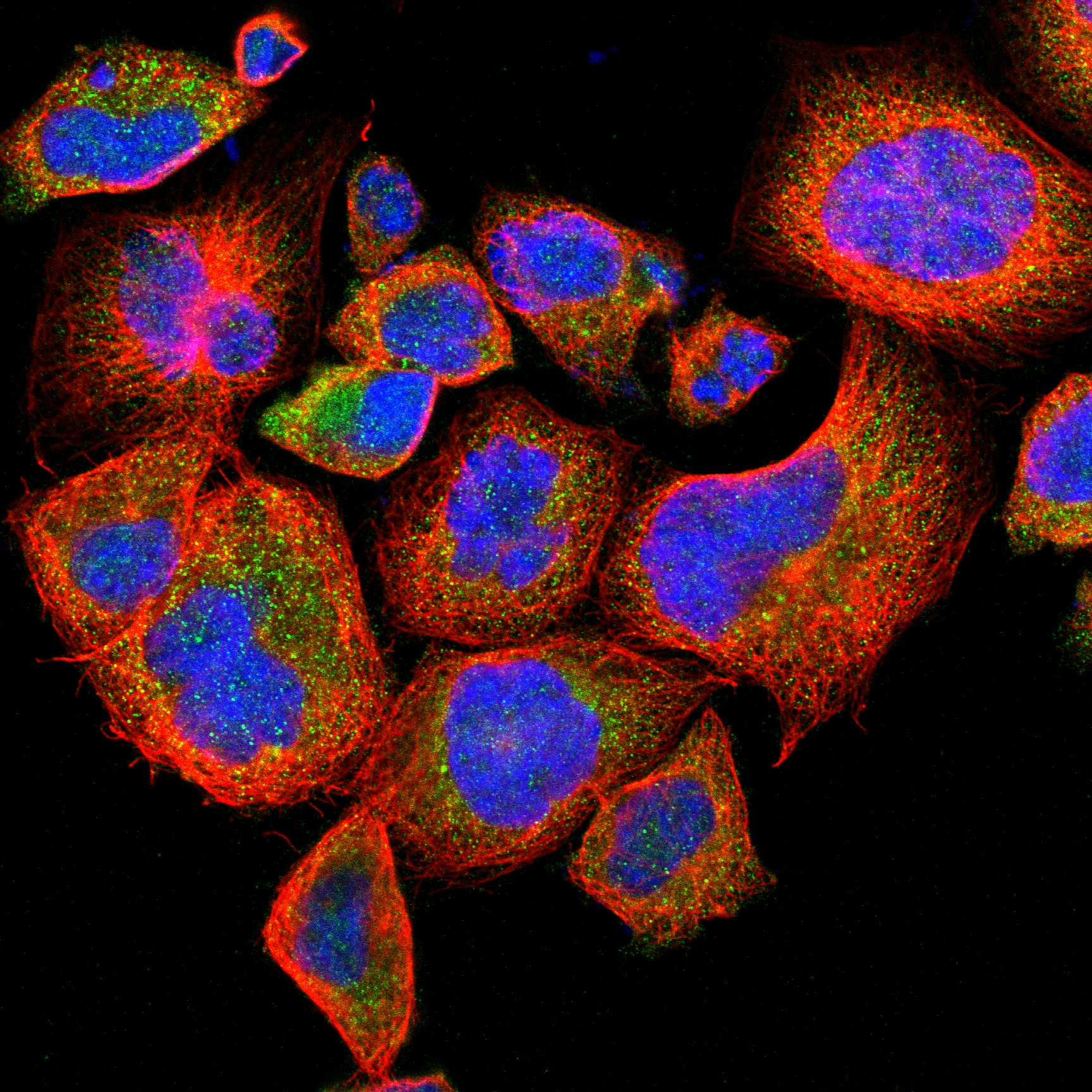 ATRN fluorescence