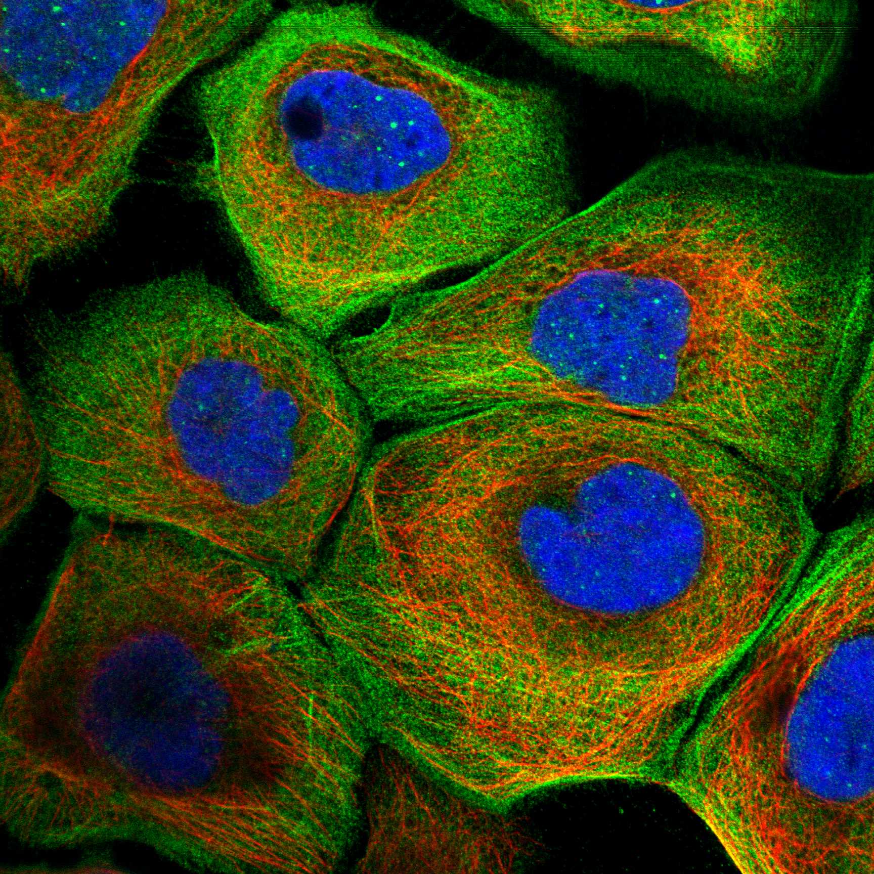 AVEN fluorescence