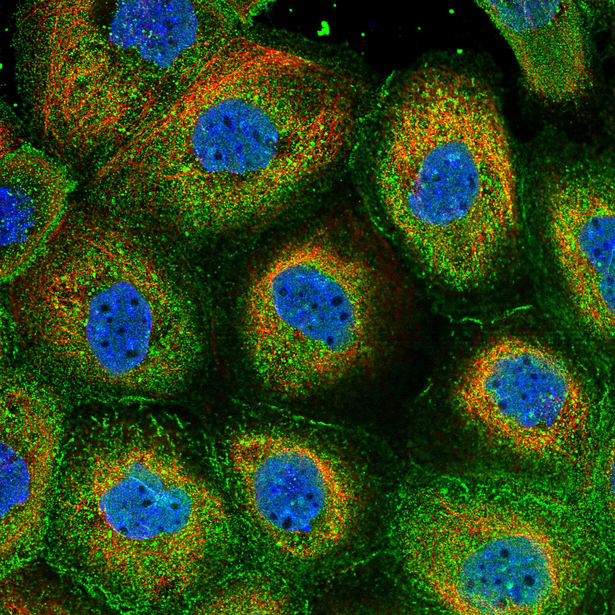 AXIN2 fluorescence