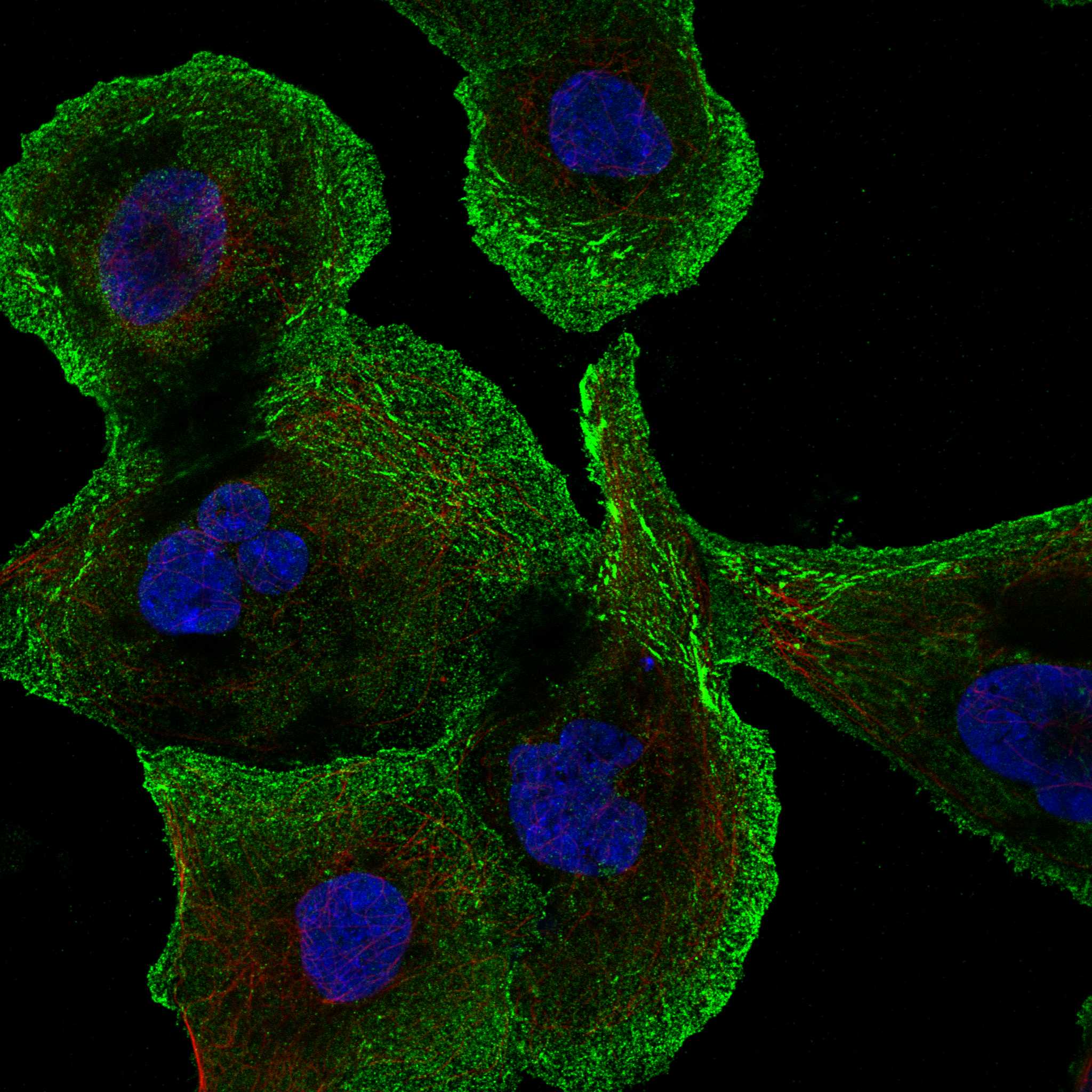 BACE1 fluorescence