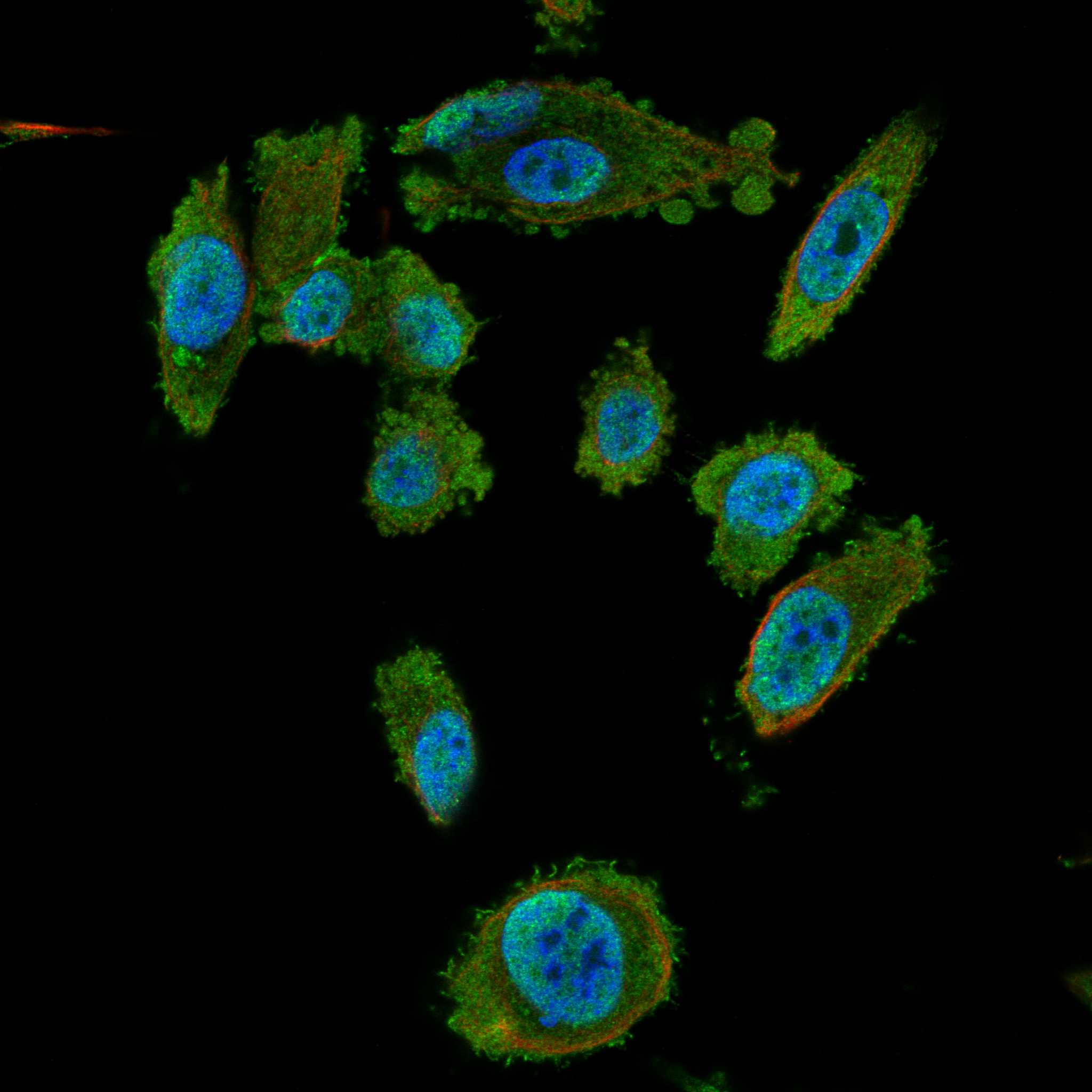 BANK1 fluorescence