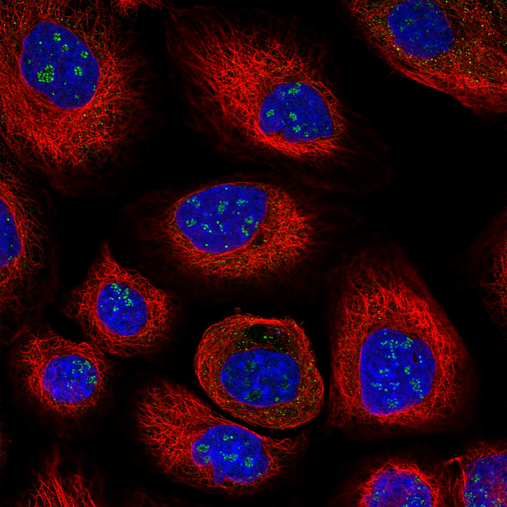 BCAM fluorescence