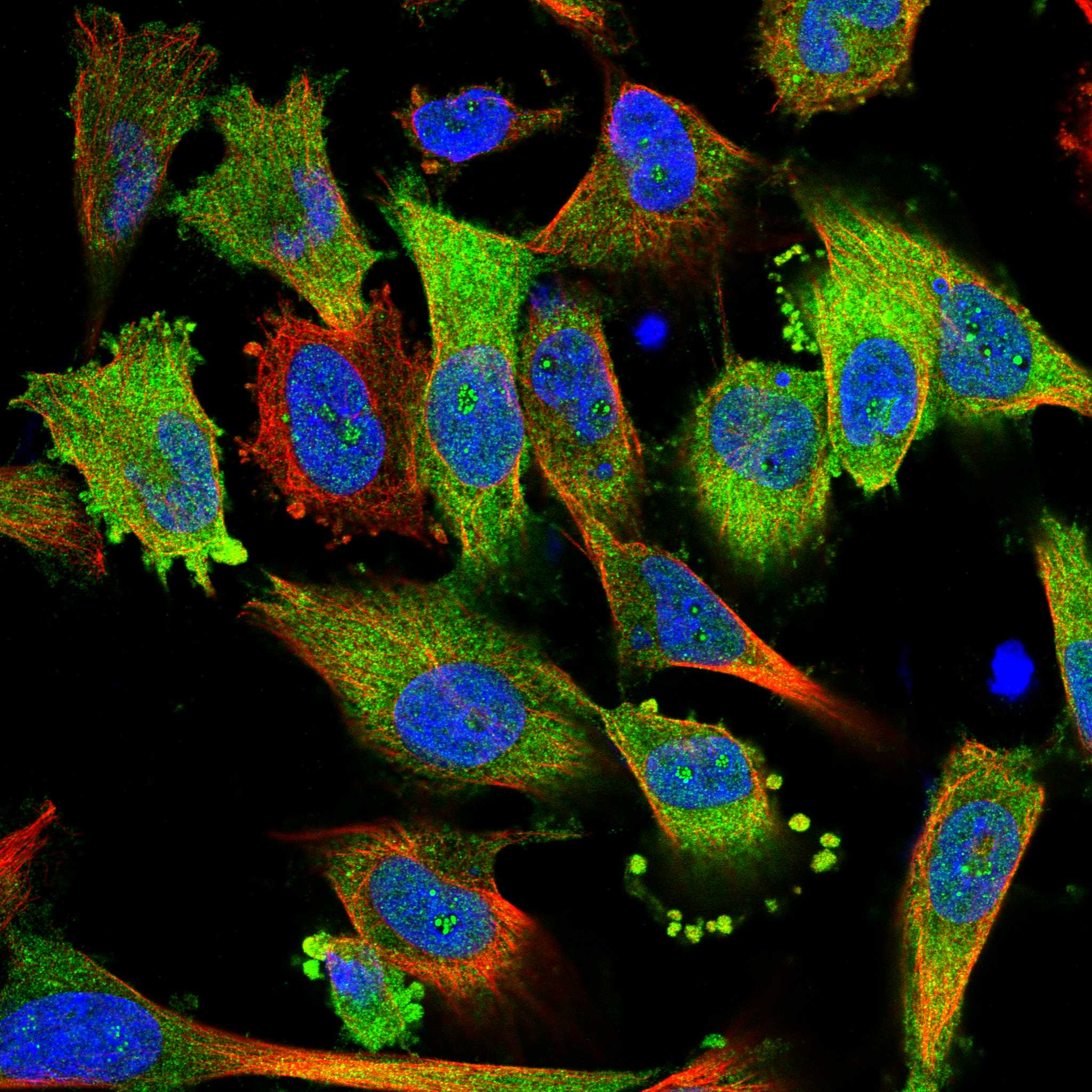 BCAR1 fluorescence