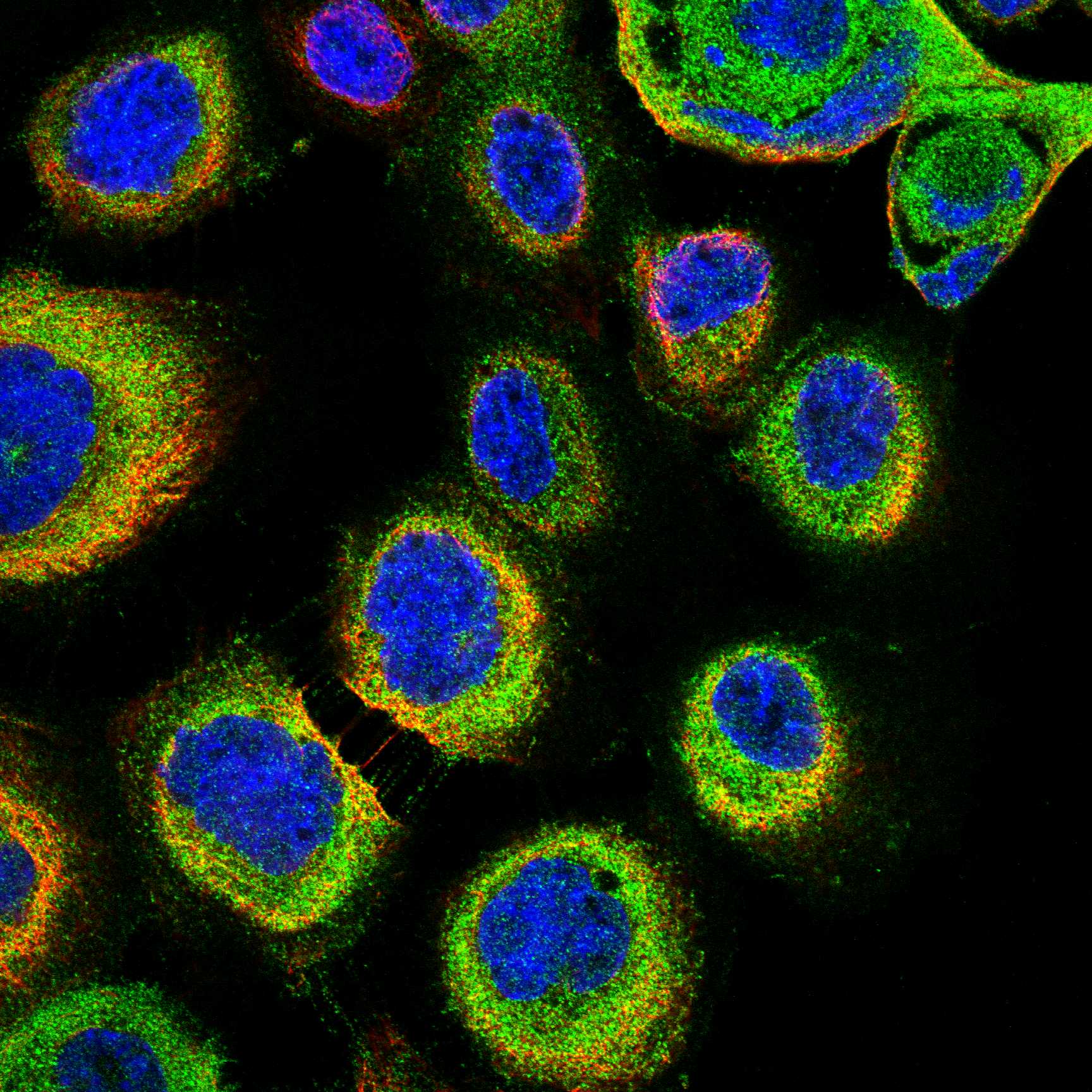 BCAR3 fluorescence