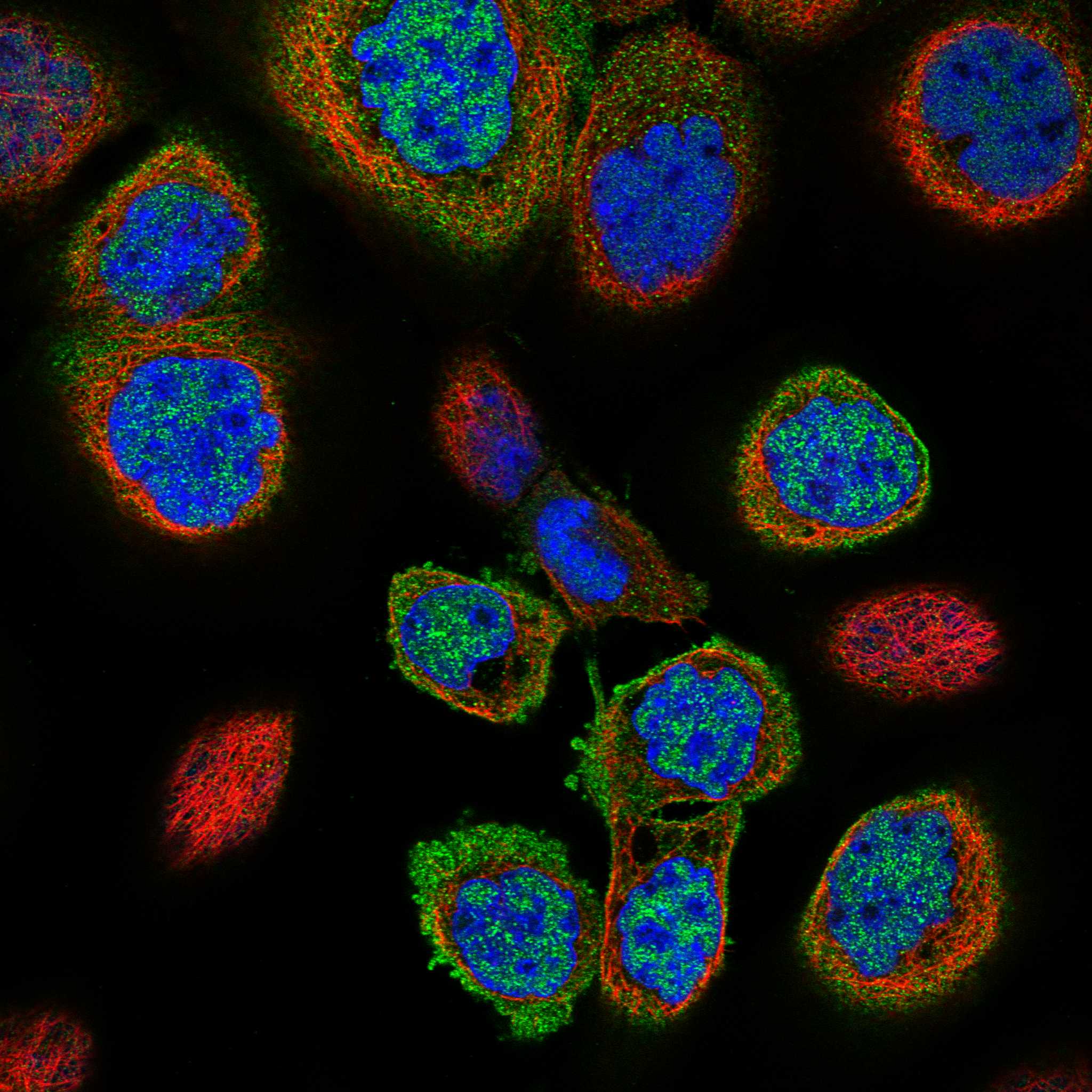 BCR fluorescence