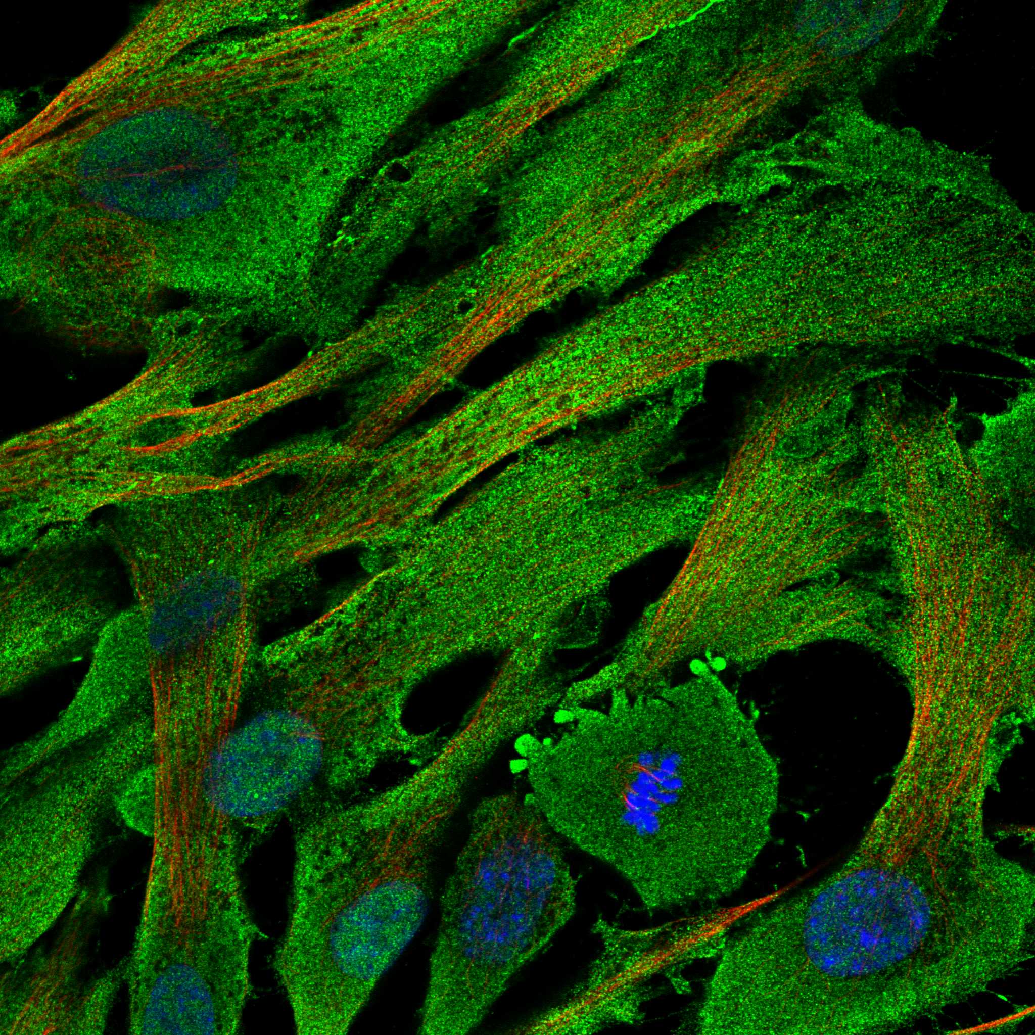 BEND6 fluorescence