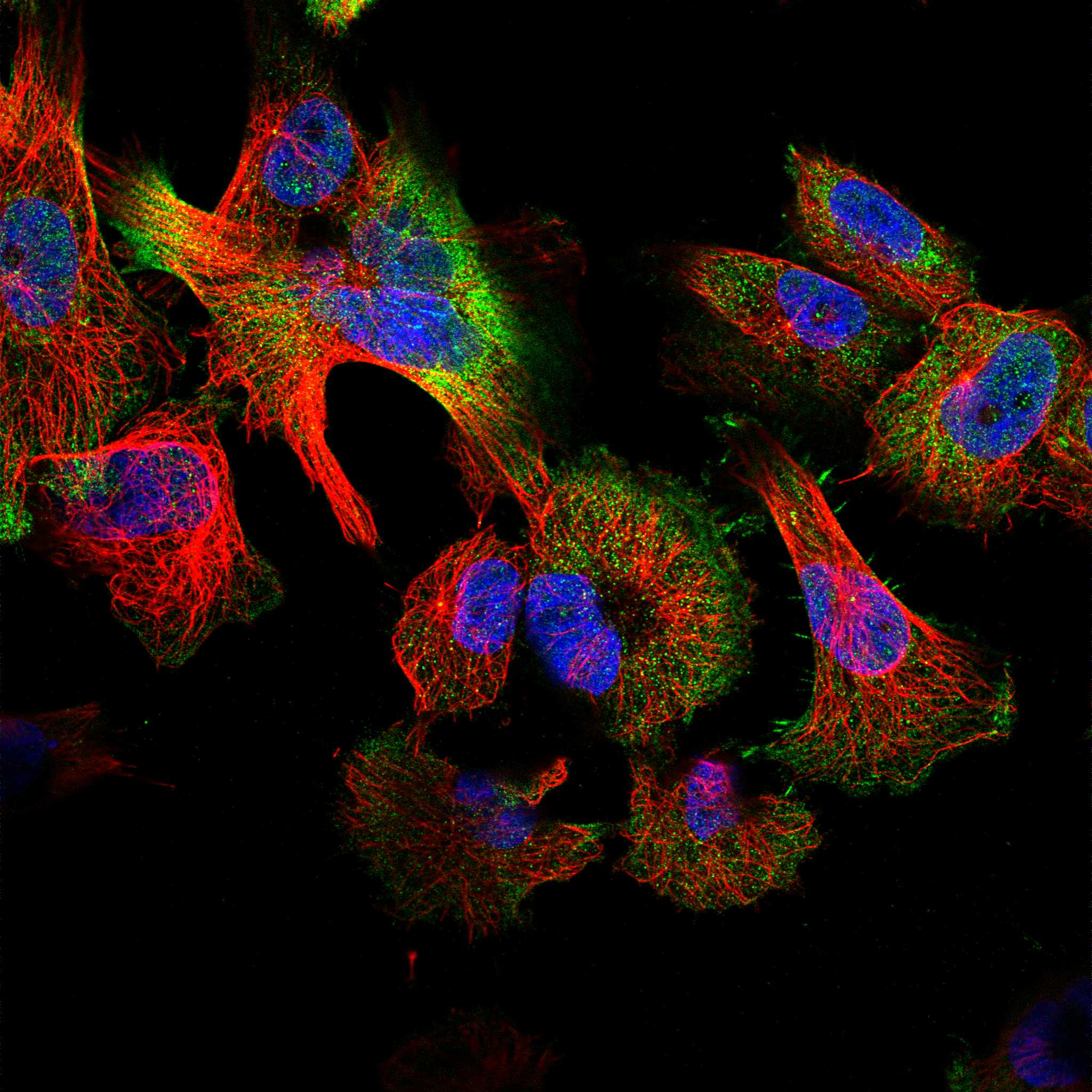 BFSP1 fluorescence