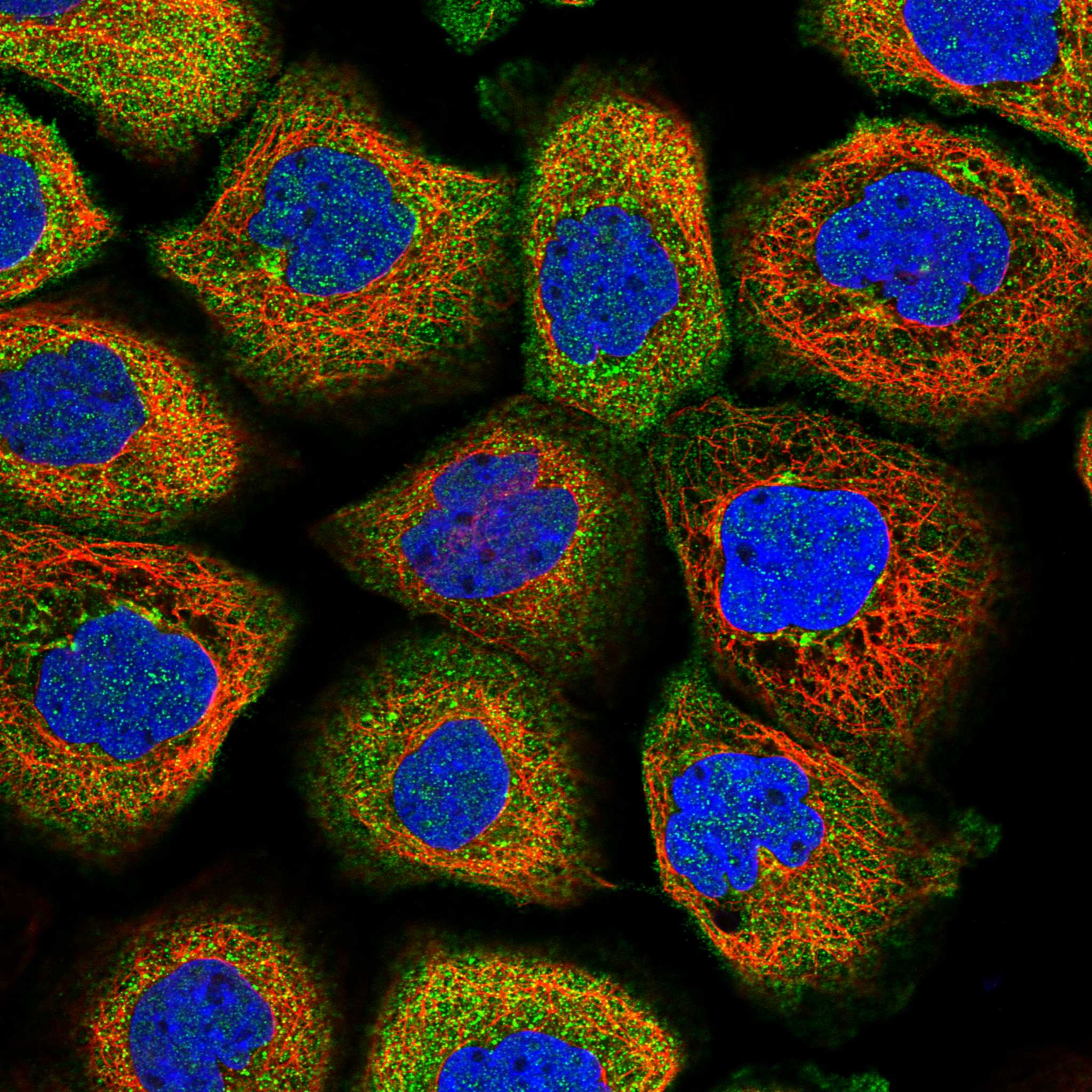 BFSP2 fluorescence