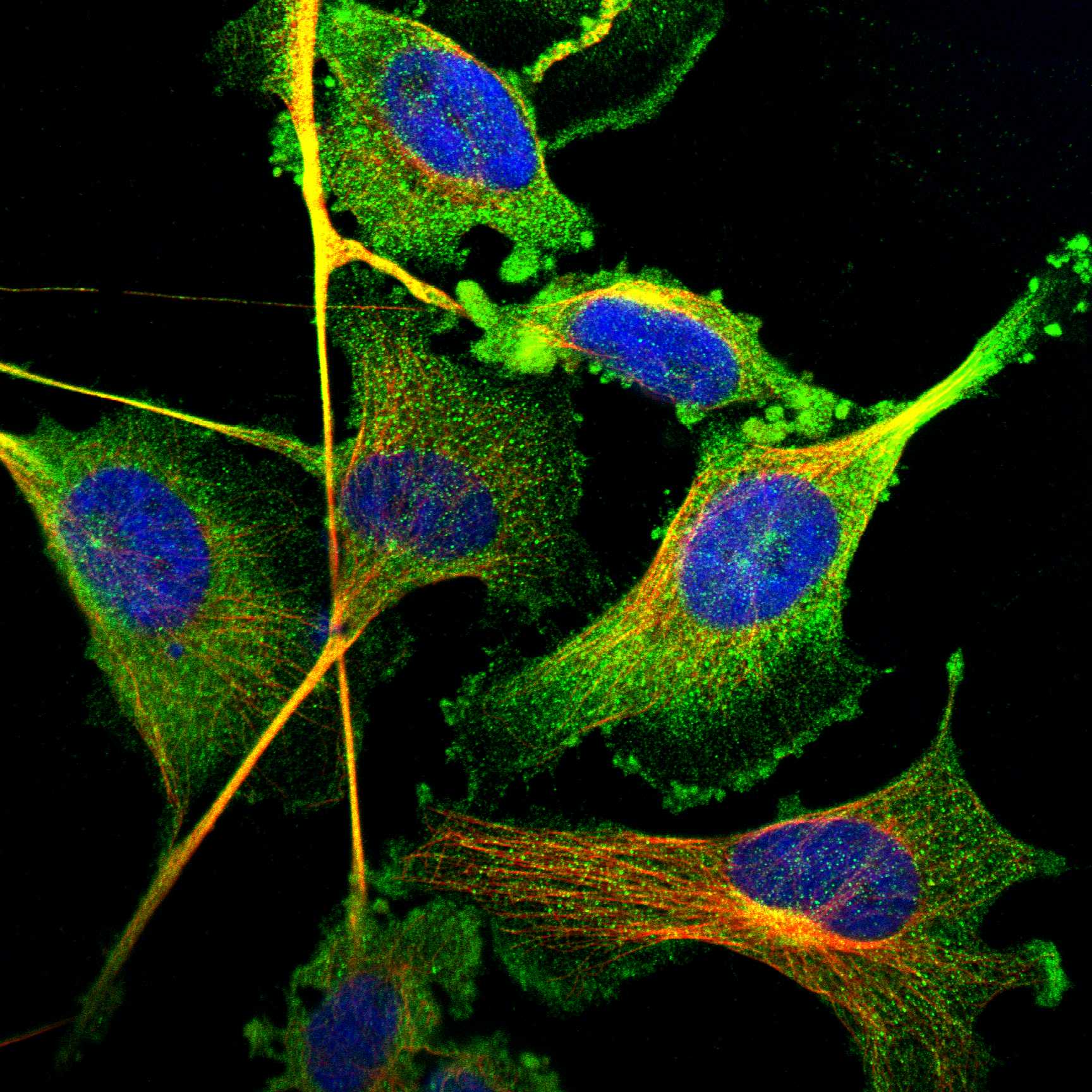 BICD2 fluorescence