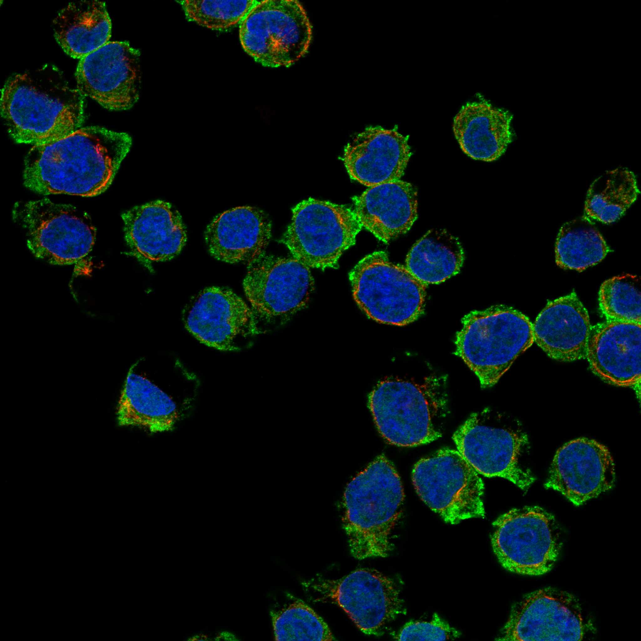 BIN2 fluorescence