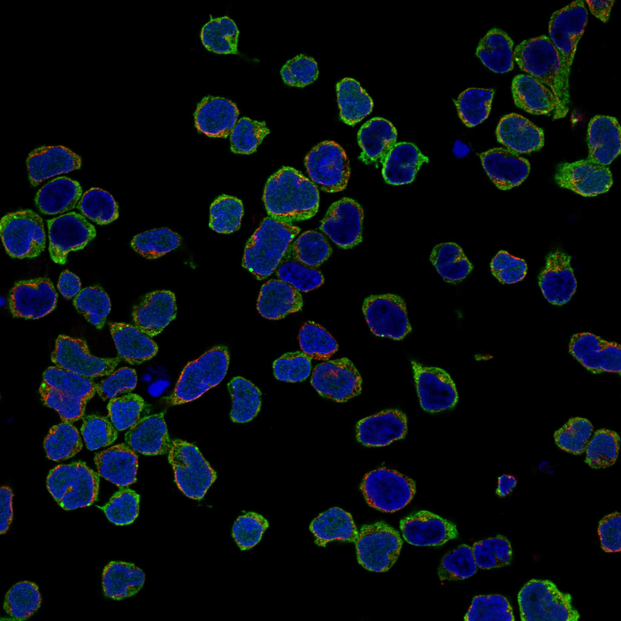 BLNK fluorescence