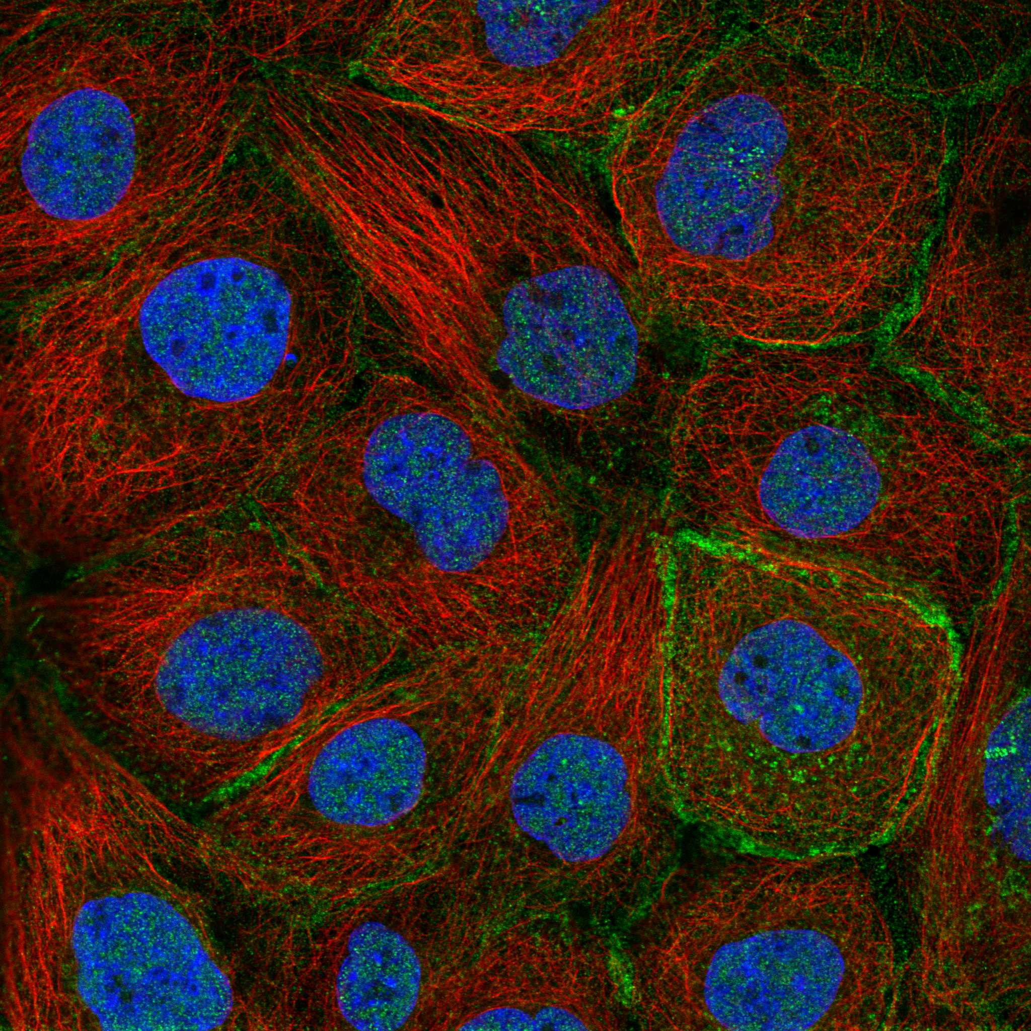 BMPR2 fluorescence