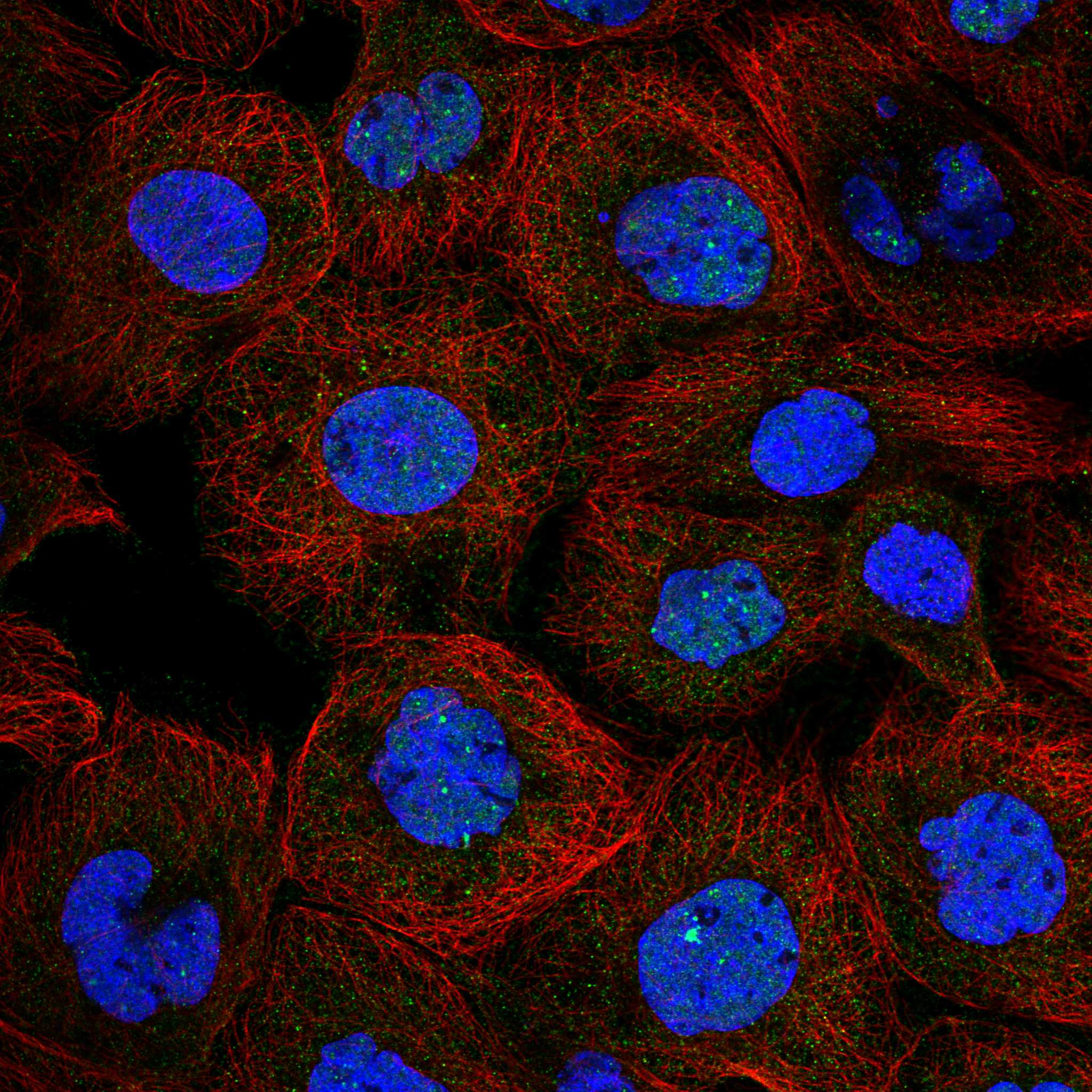 BOC fluorescence