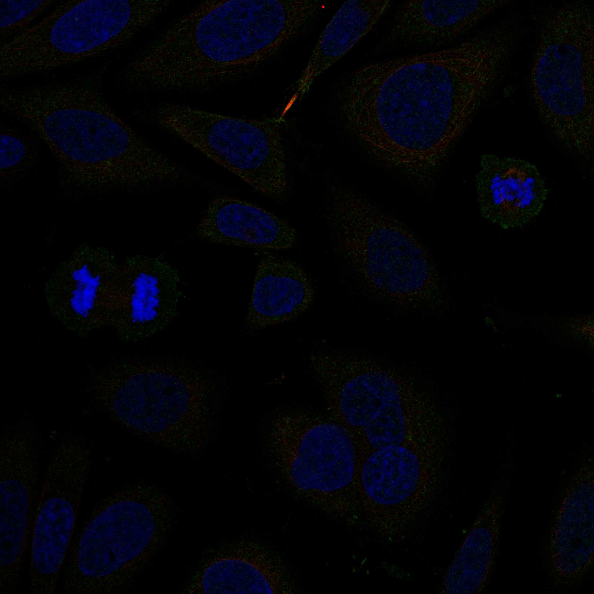 BRAF fluorescence