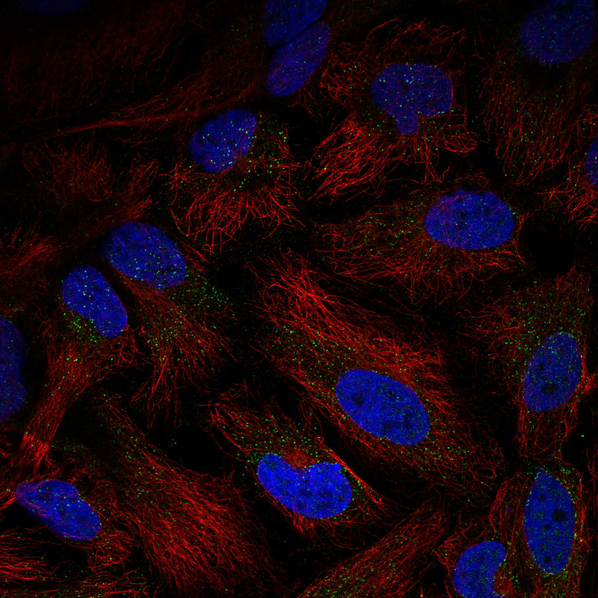 BST2 fluorescence