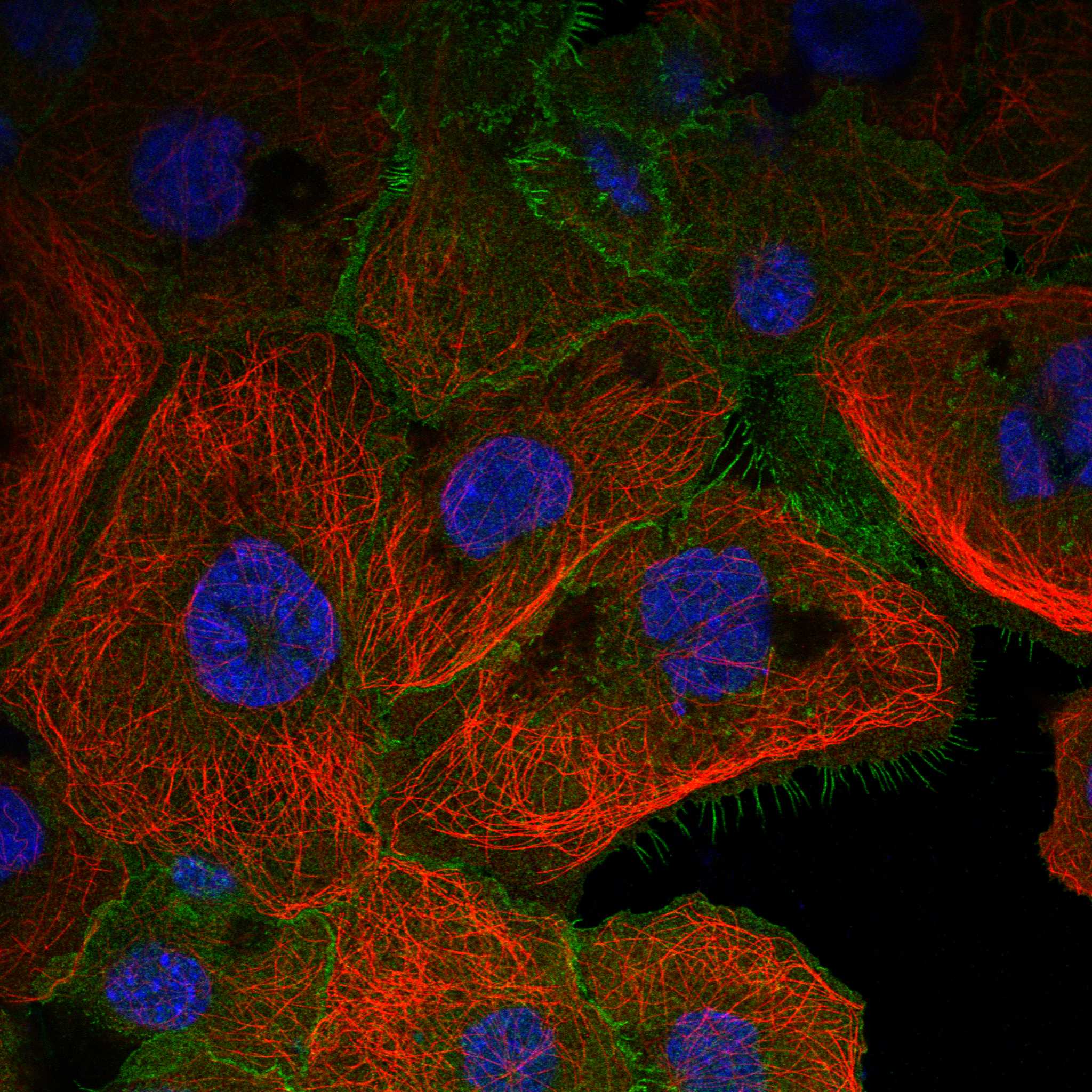 C1QBP fluorescence