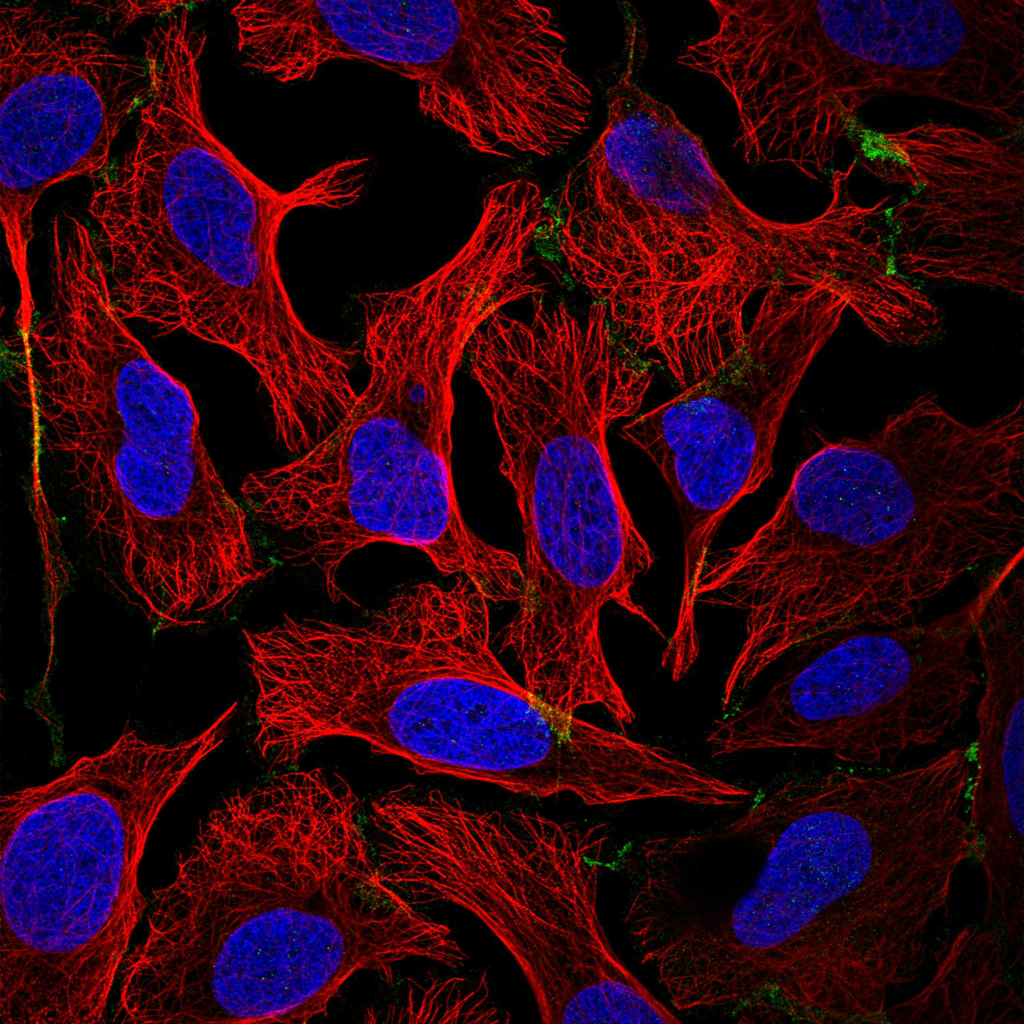 CADM1 fluorescence