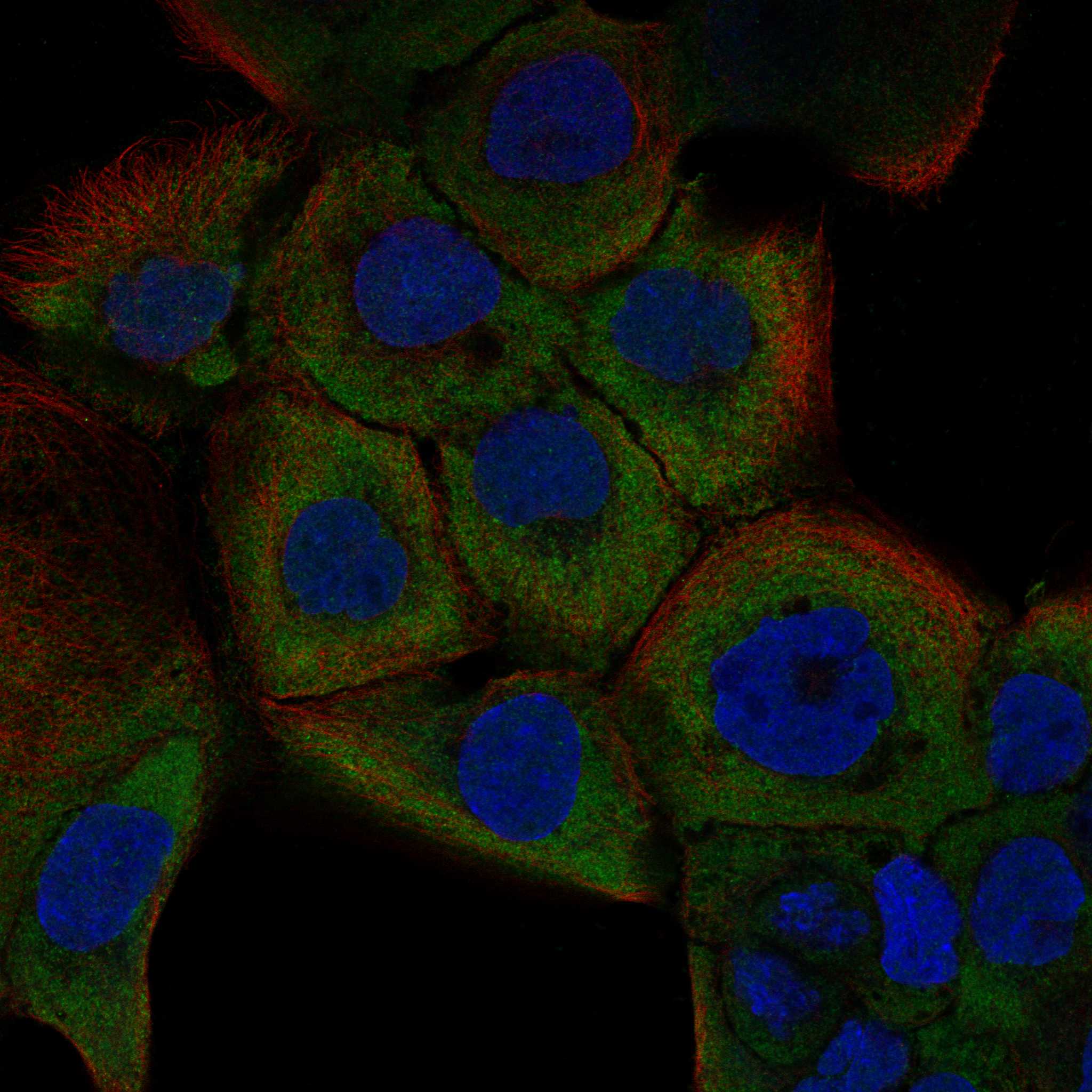 CADM4 fluorescence