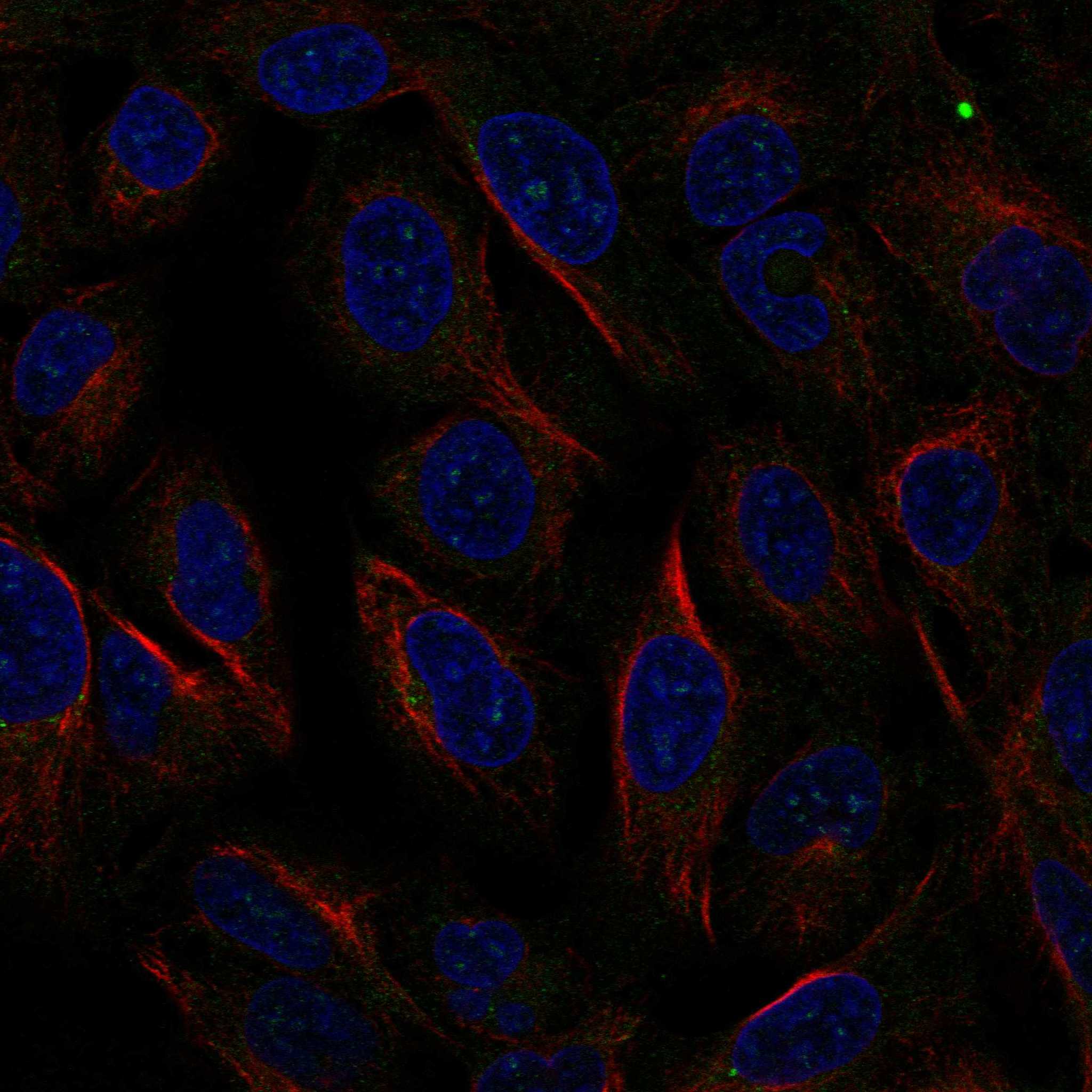 CANT1 fluorescence