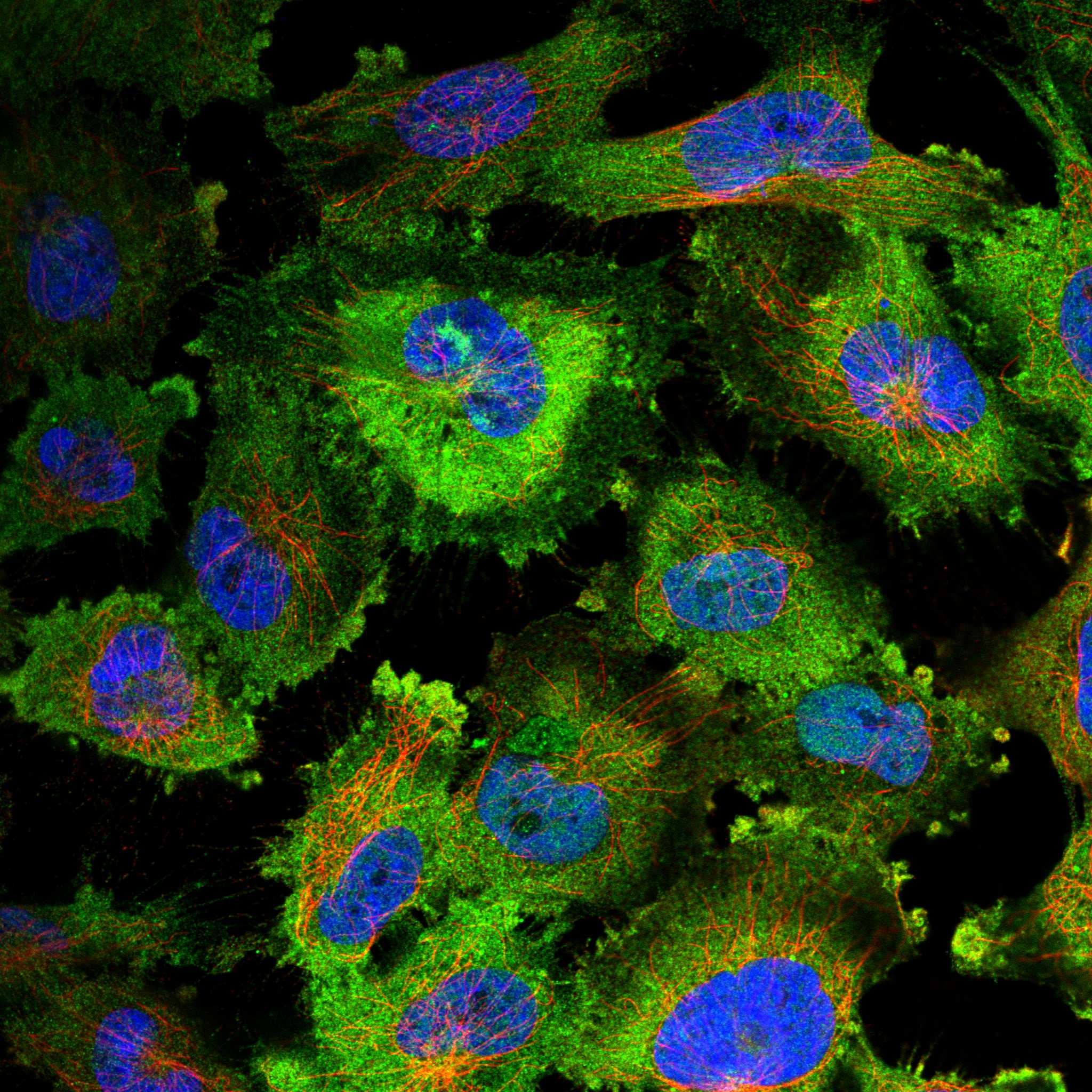CAP2 fluorescence