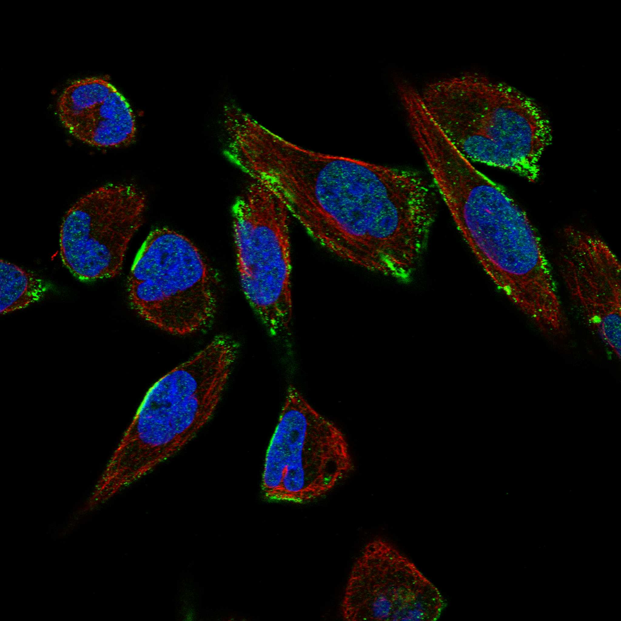 CAV3 fluorescence