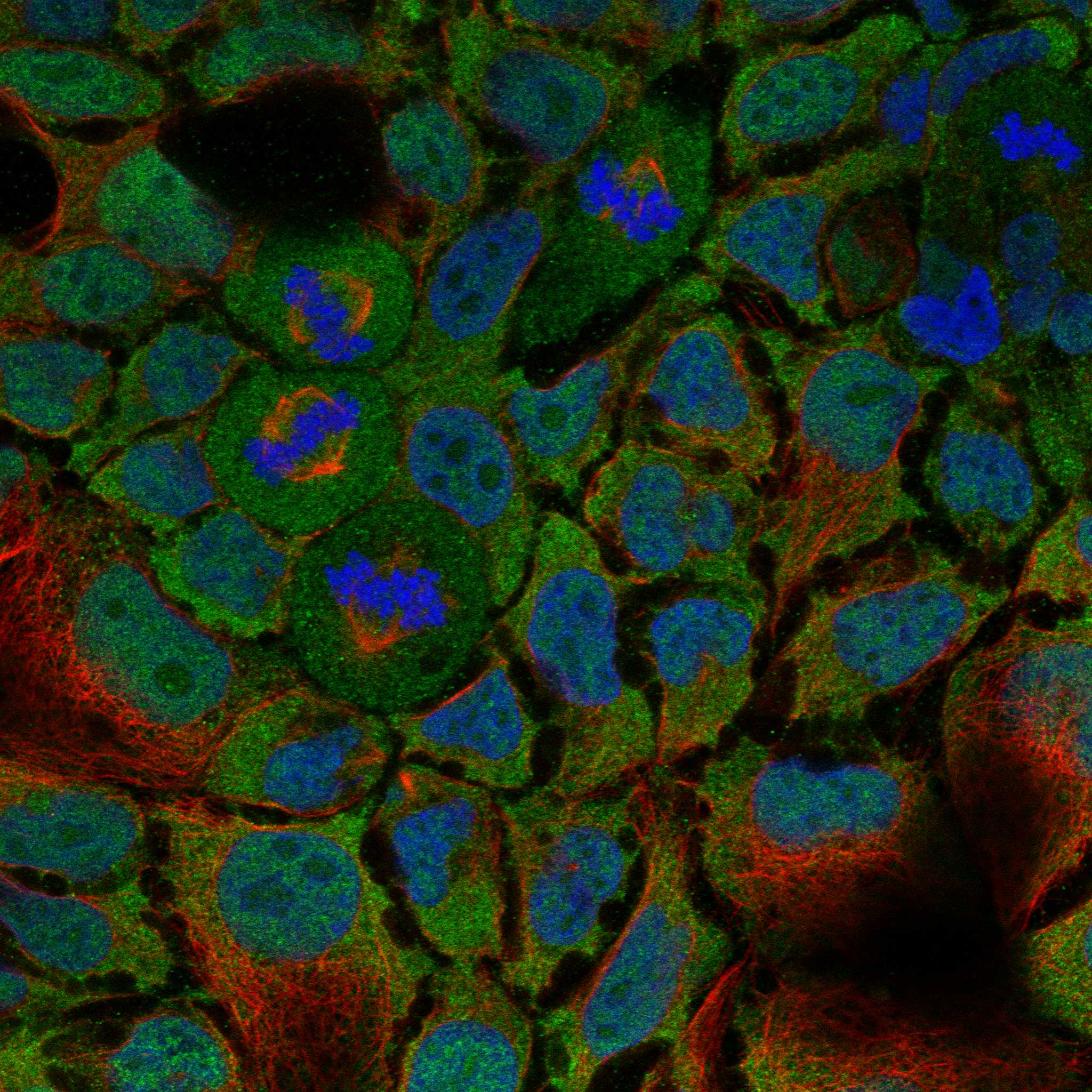 CCKAR fluorescence