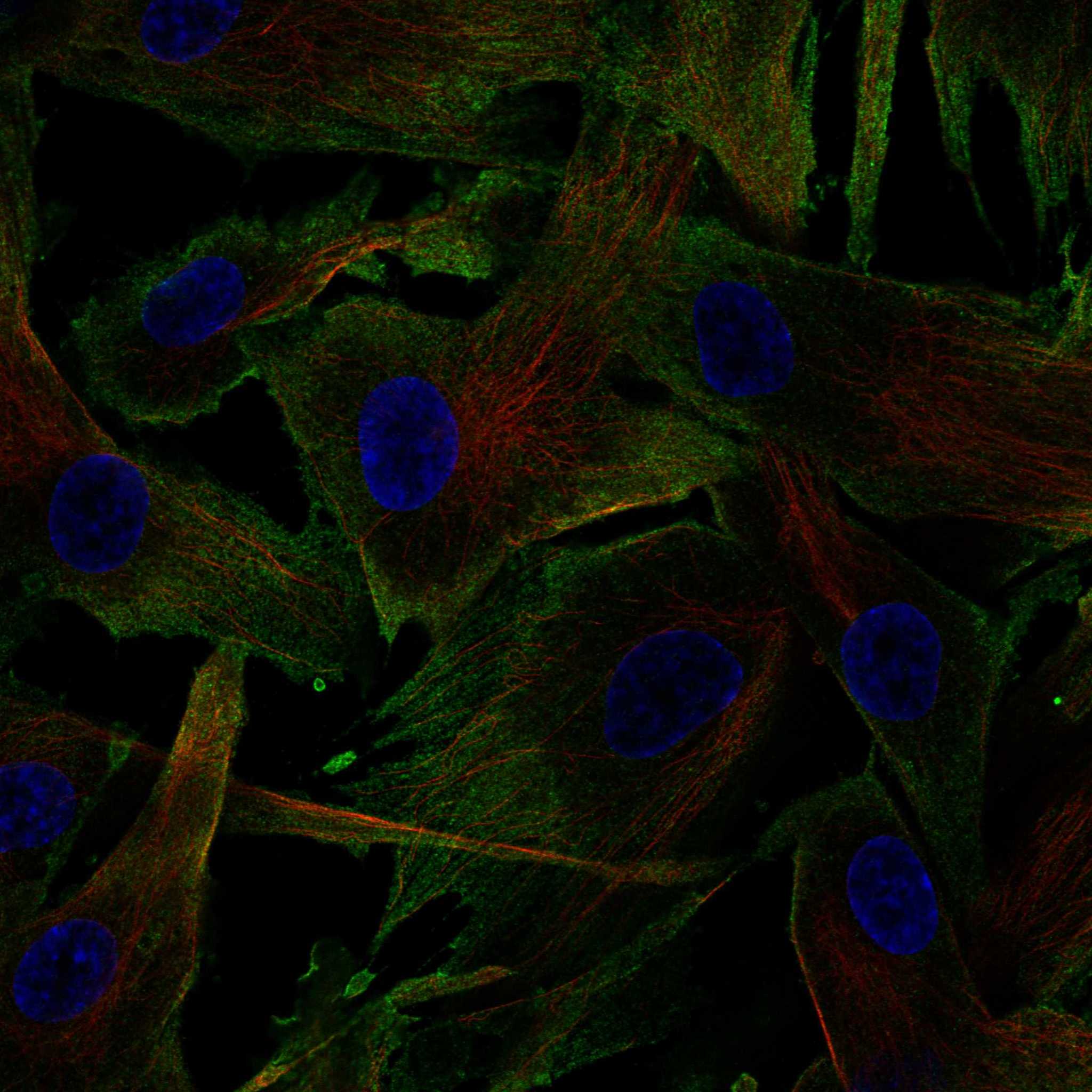 CCN5 fluorescence