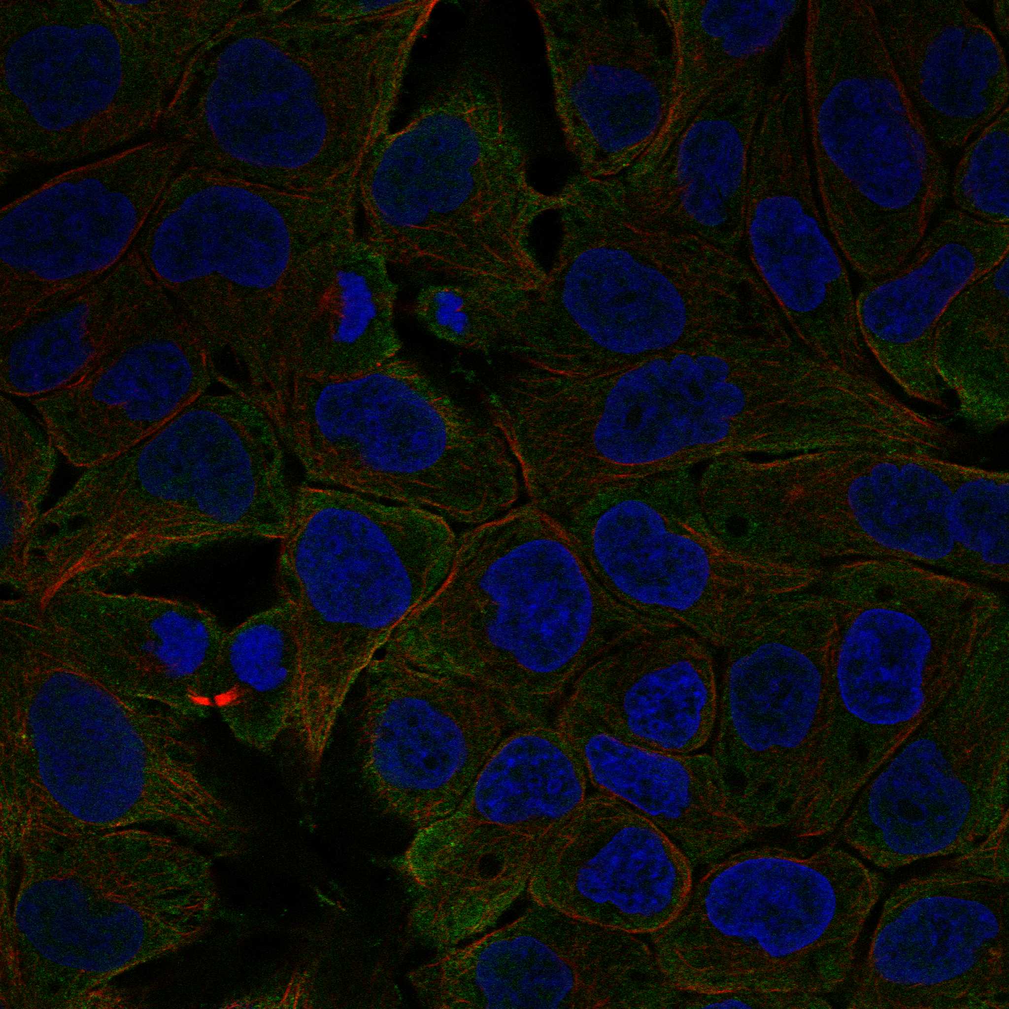 CCR3 fluorescence