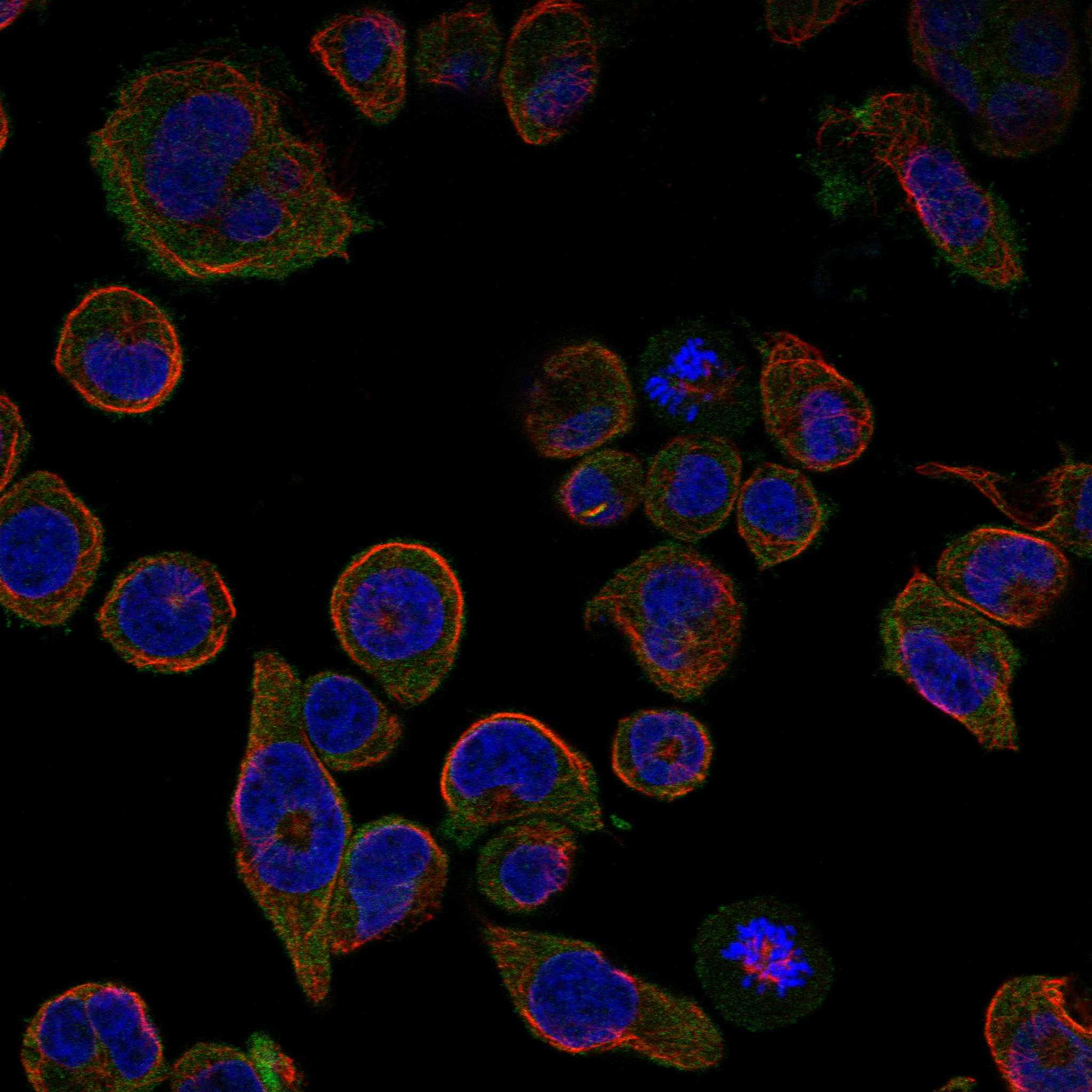 CCR4 fluorescence