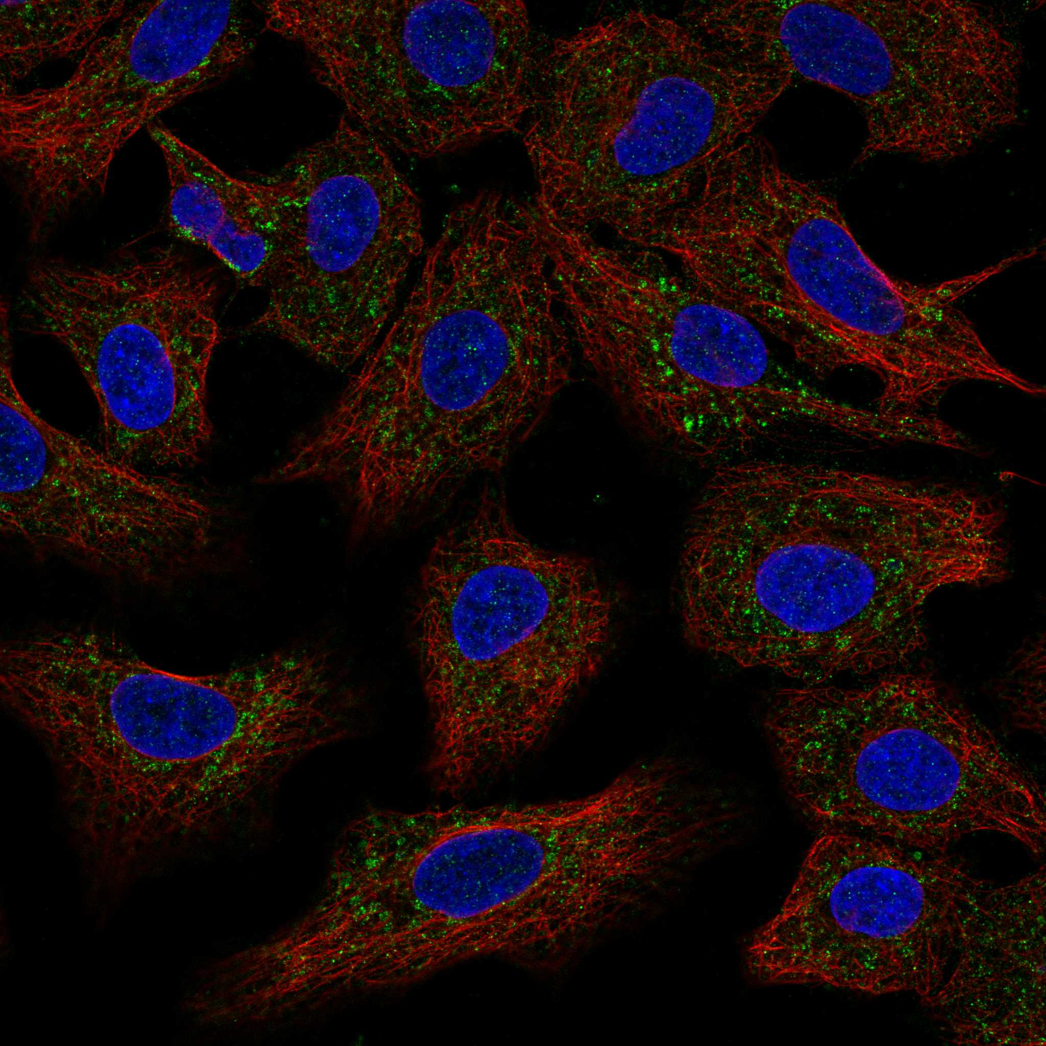 CCR7 fluorescence