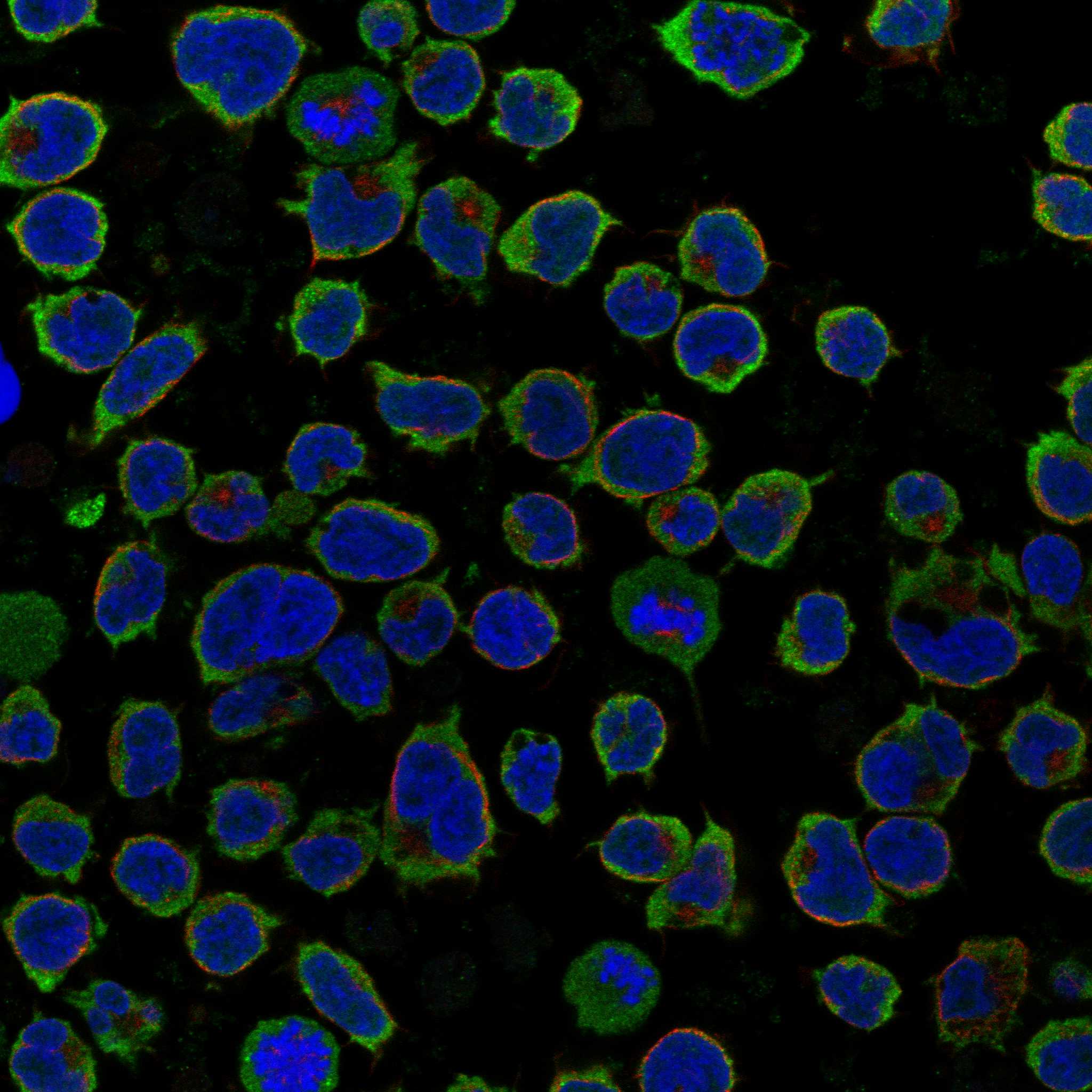 CCR9 fluorescence