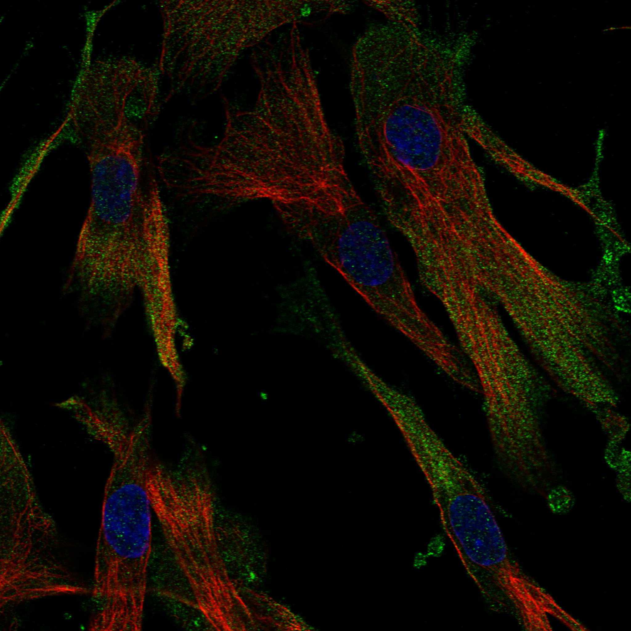CD109 fluorescence