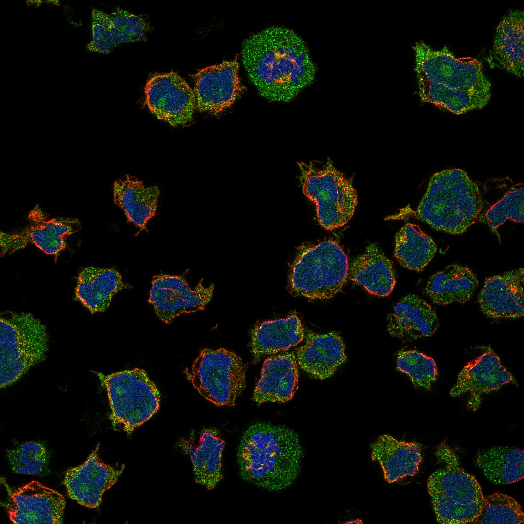 CD180 fluorescence