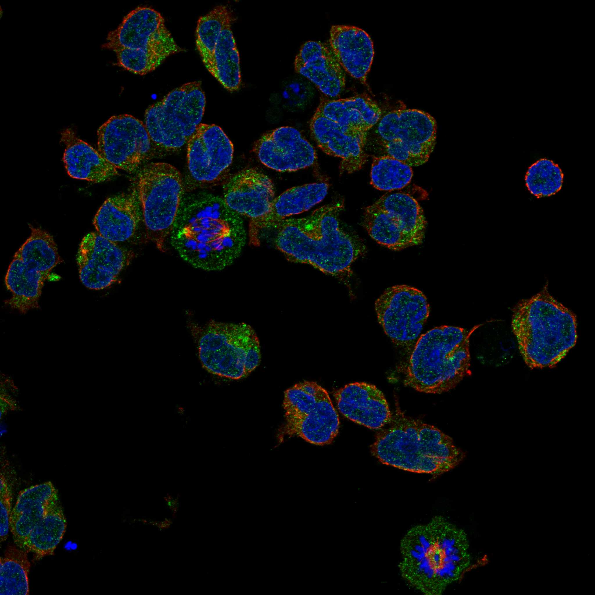CD1C fluorescence