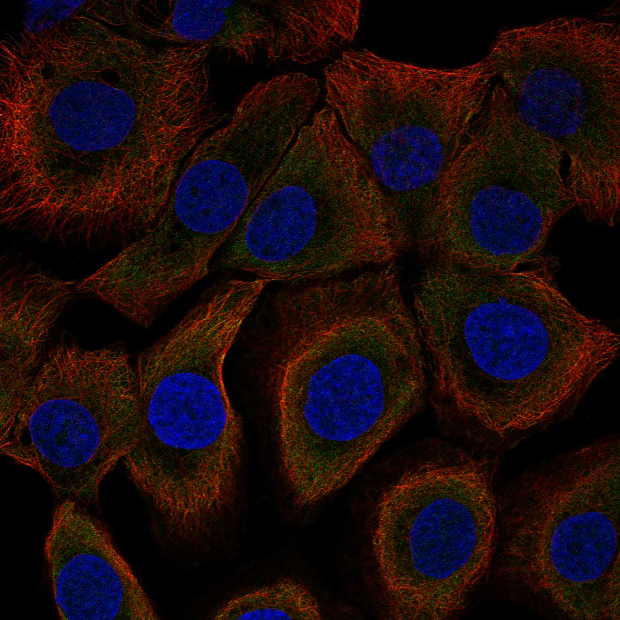 CD1D fluorescence