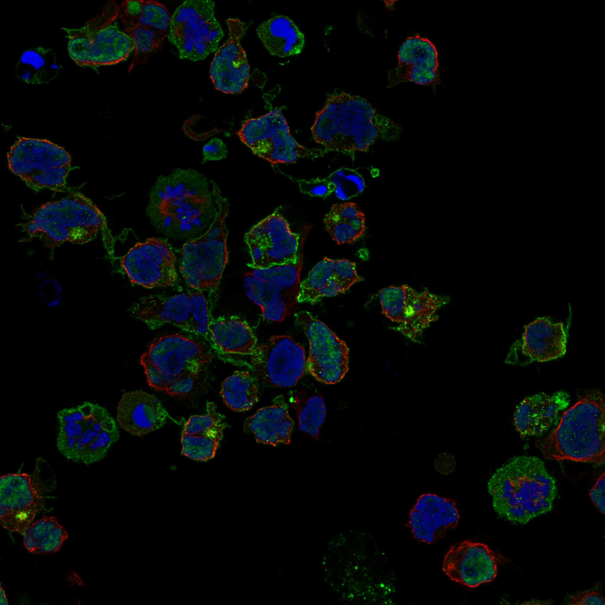 CD2 fluorescence