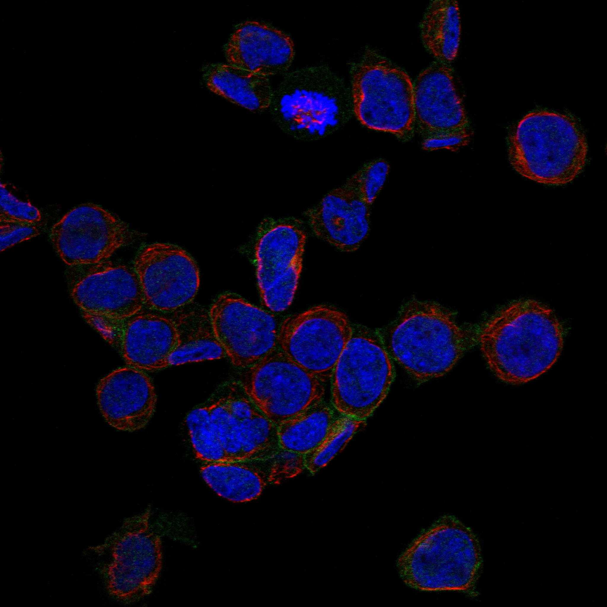 CD226 fluorescence