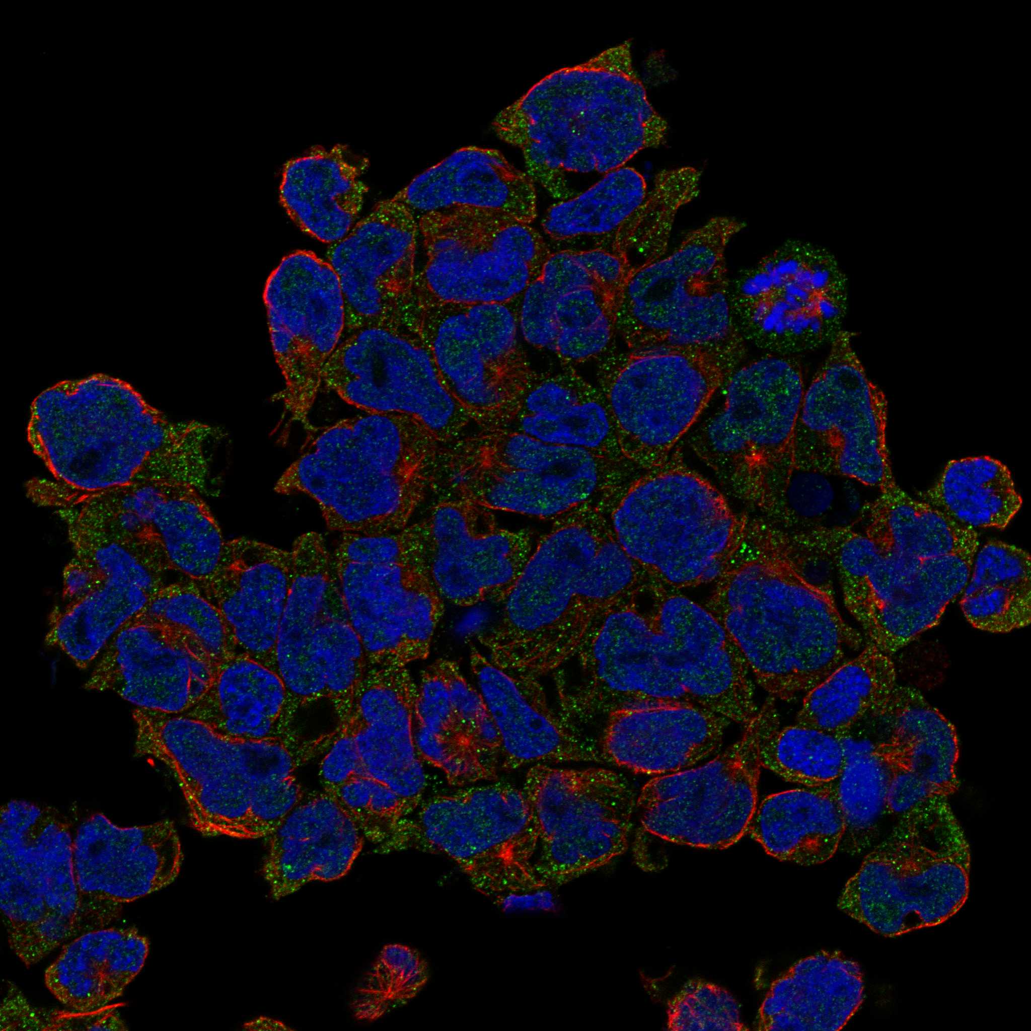 CD27 fluorescence