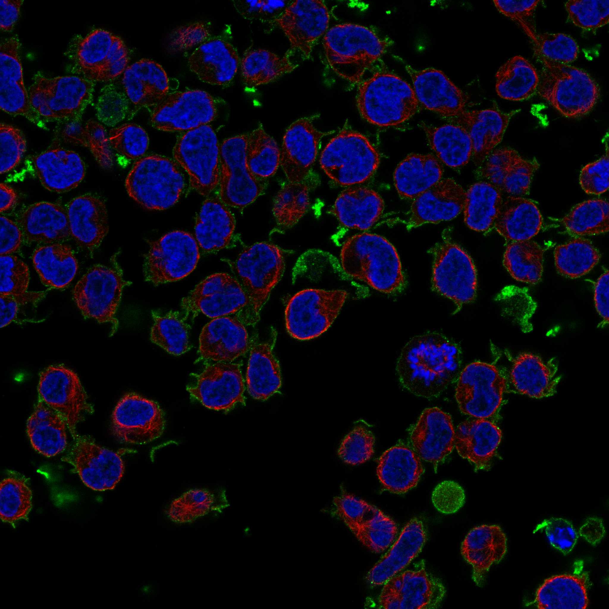 CD28 fluorescence