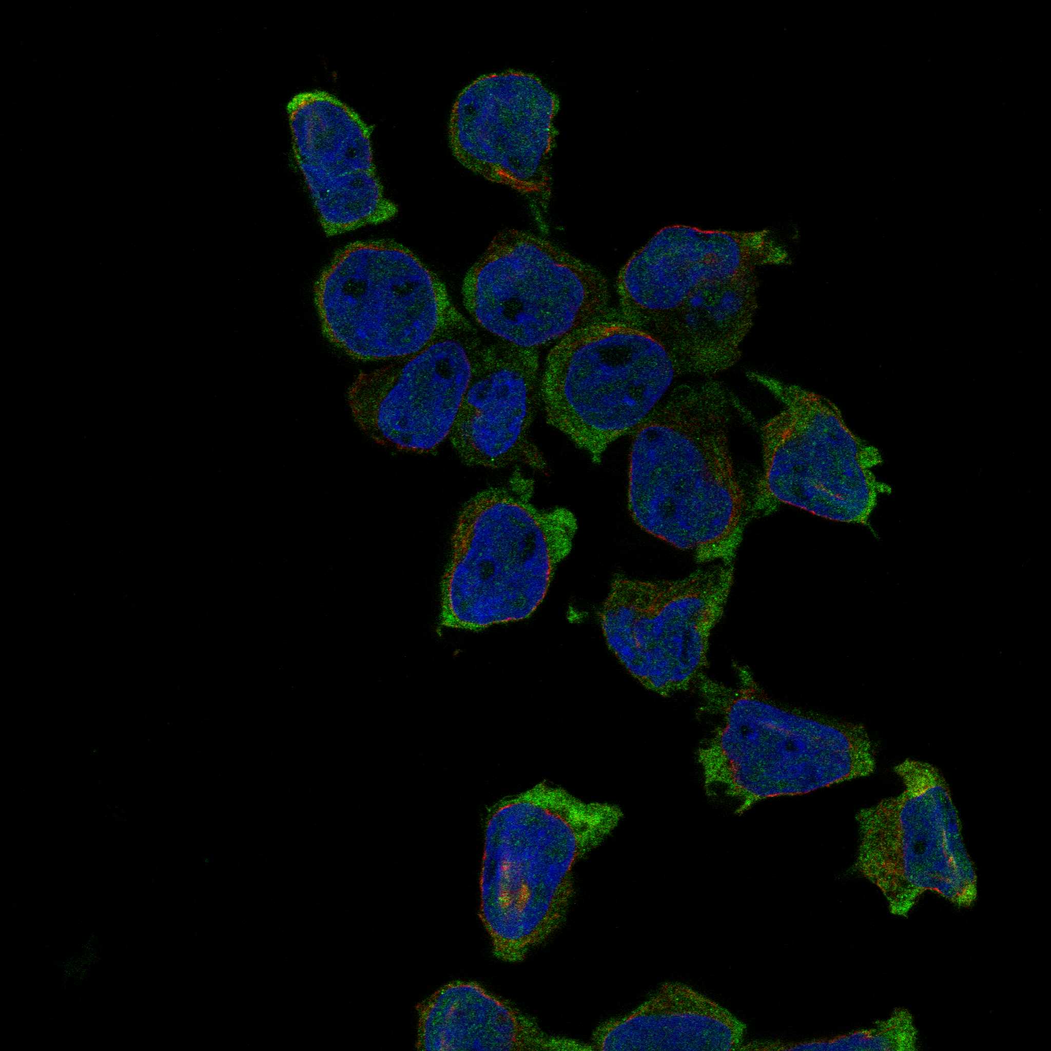 CD33 fluorescence